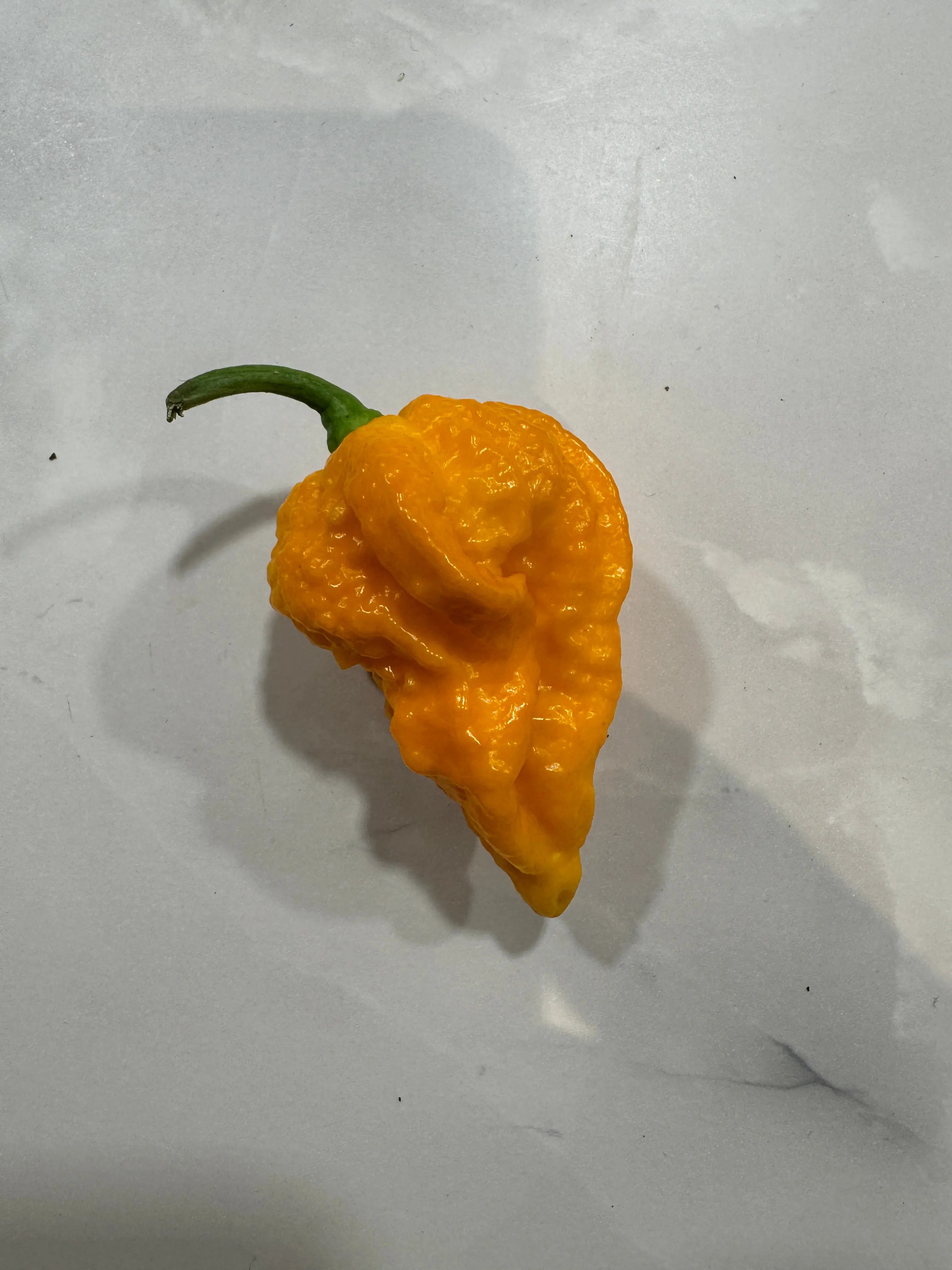 Yellow Fever Chilli - Bishy Barnabees Cottage Garden Ltd