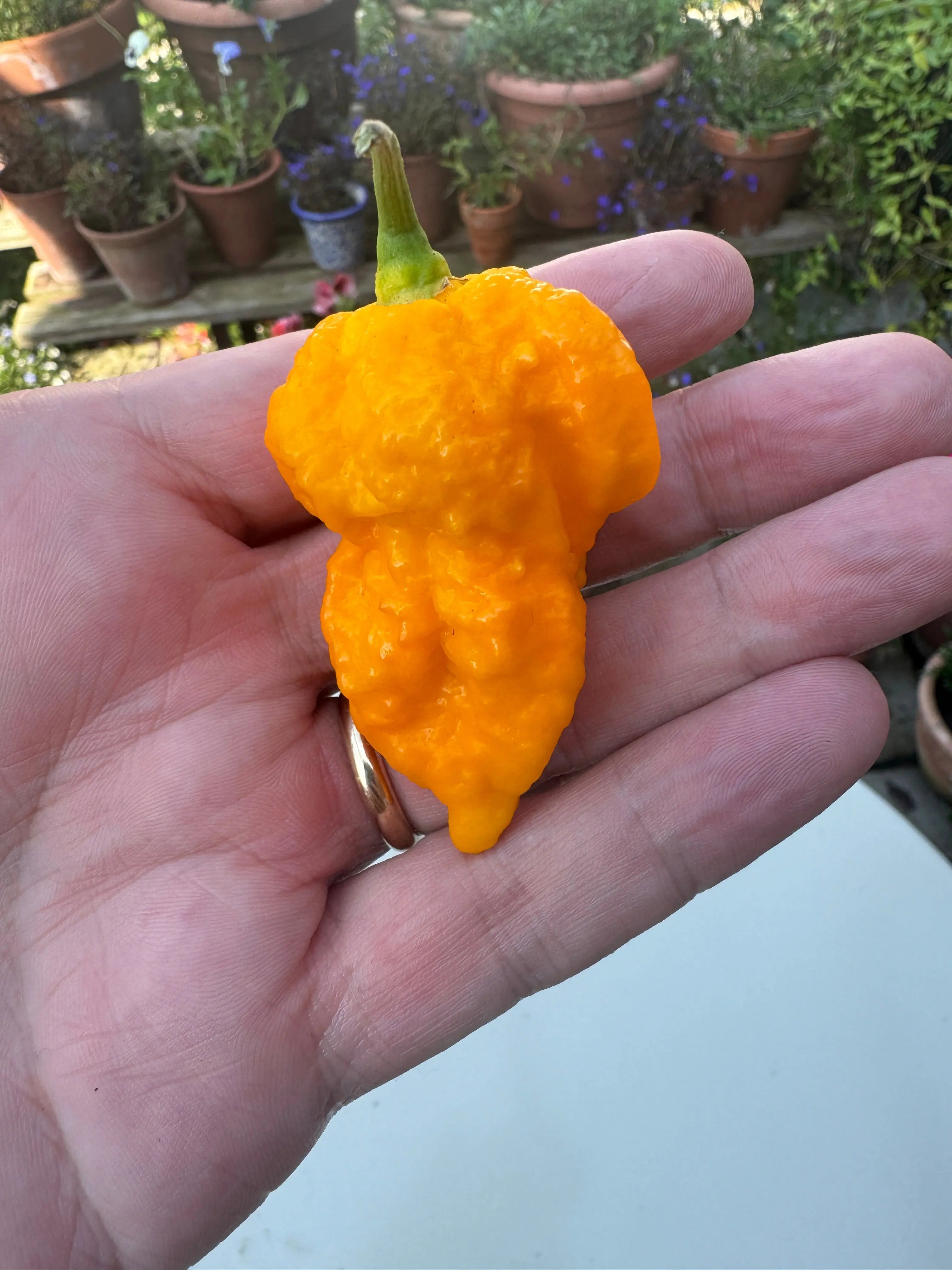 Yellow Fever Chilli - Bishy Barnabees Cottage Garden Ltd