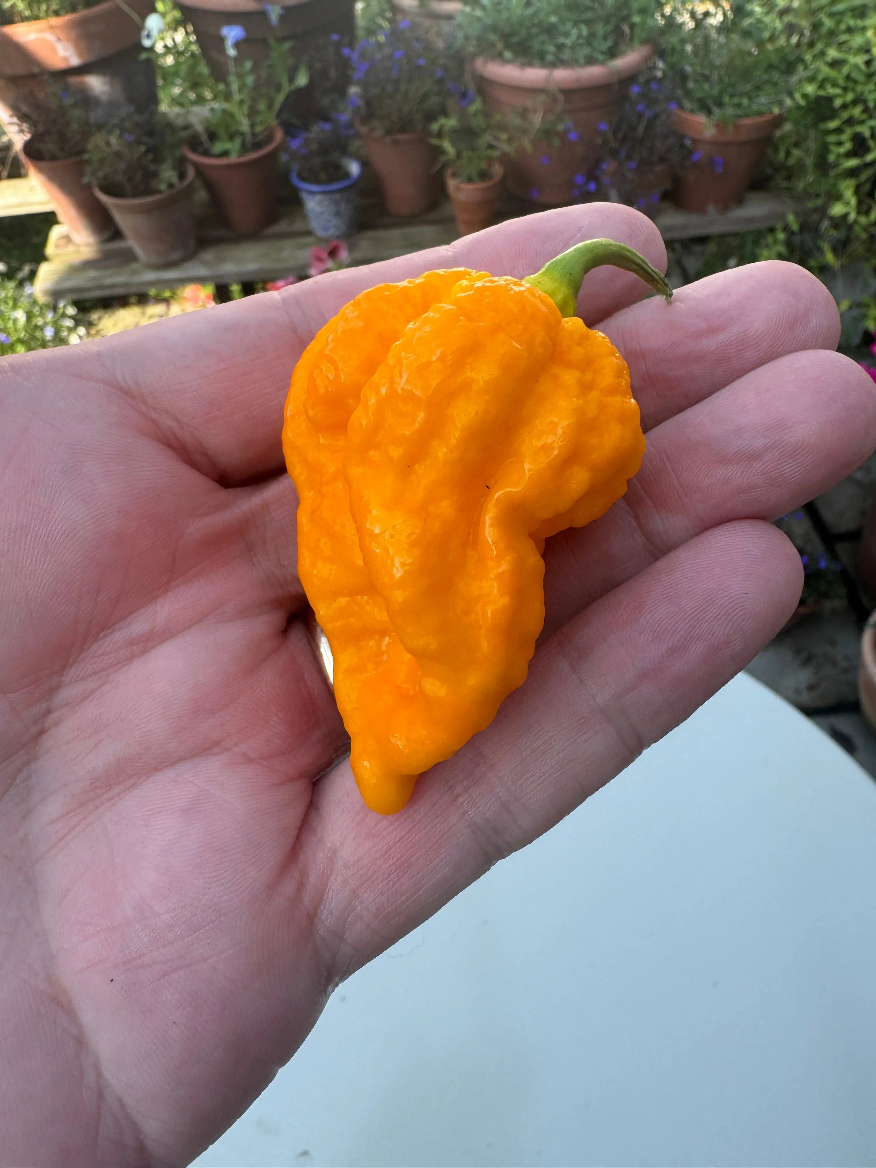 Yellow Fever Chilli - Bishy Barnabees Cottage Garden Ltd