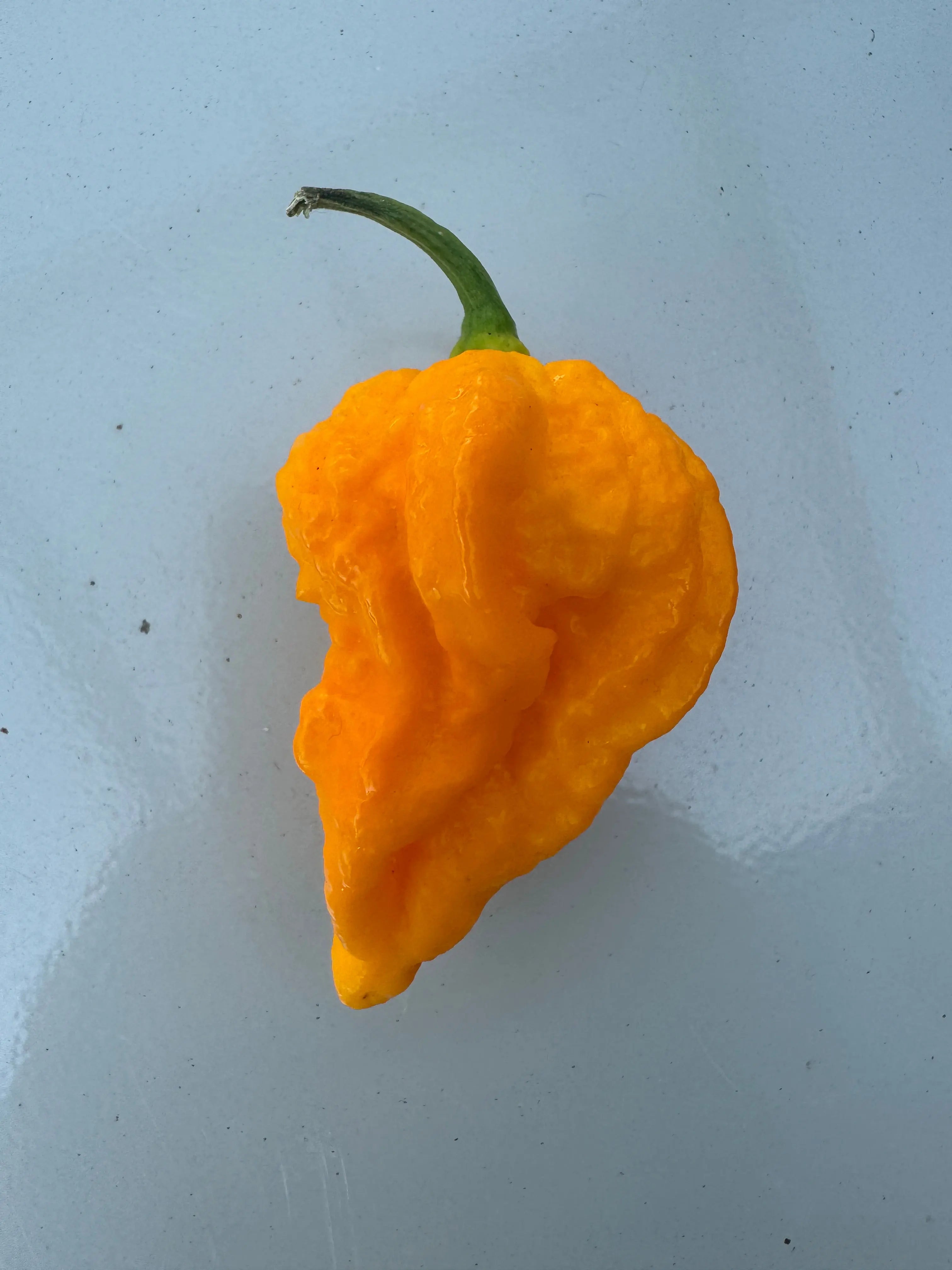 Yellow Fever Chilli - Bishy Barnabees Cottage Garden Ltd