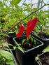 Habanero Paper Lantern Chilli - Bishy Barnabees Cottage Garden Ltd