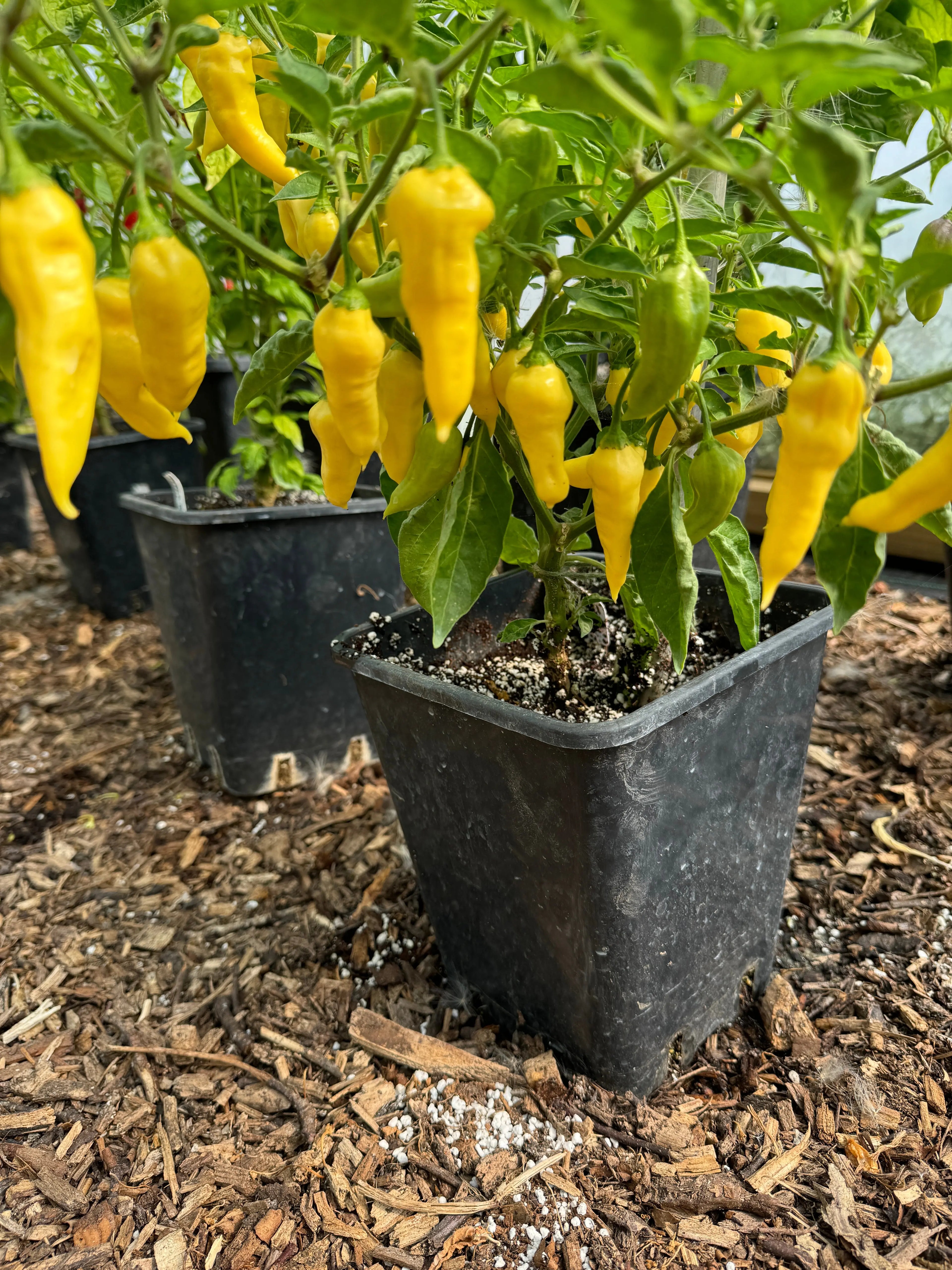 Bhut Jolokia White Heat Chilli - Bishy Barnabees Cottage Garden Ltd