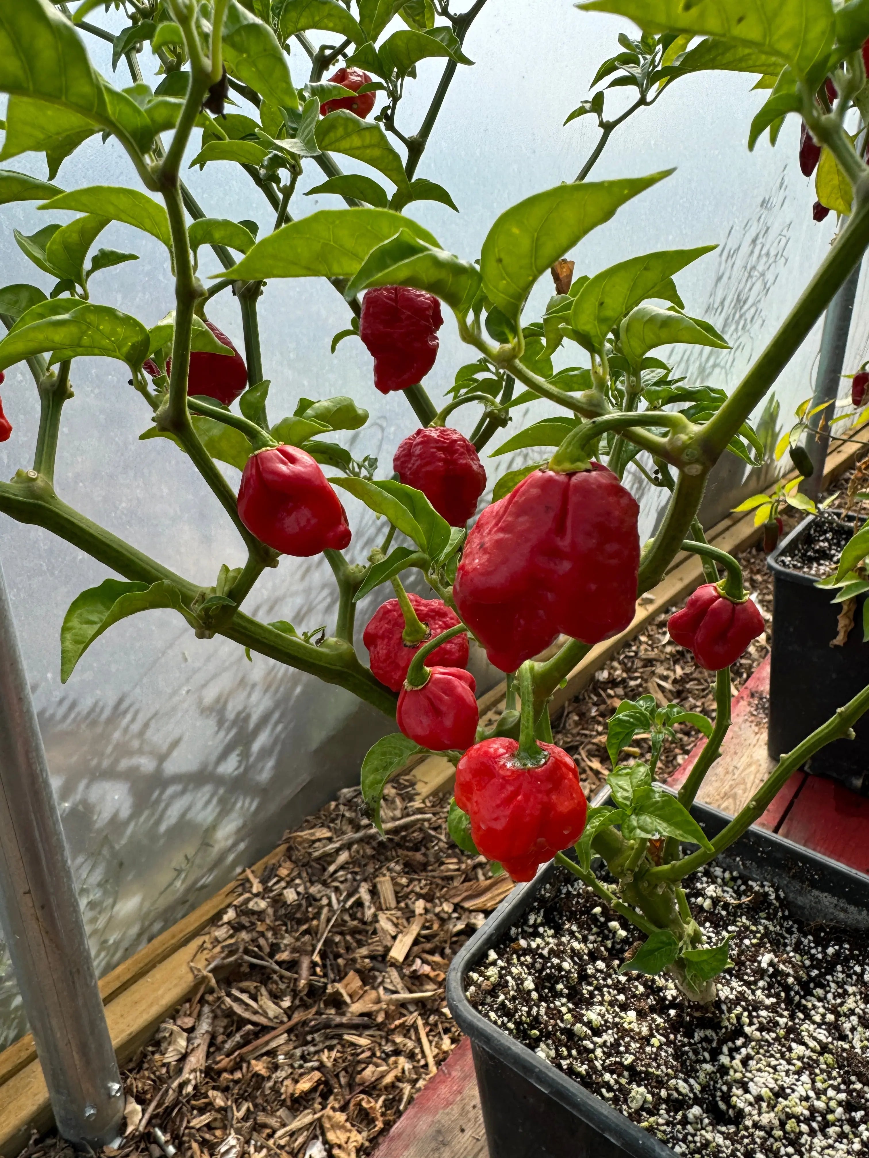 Armageddon Chilli - Bishy Barnabees Cottage Garden Ltd