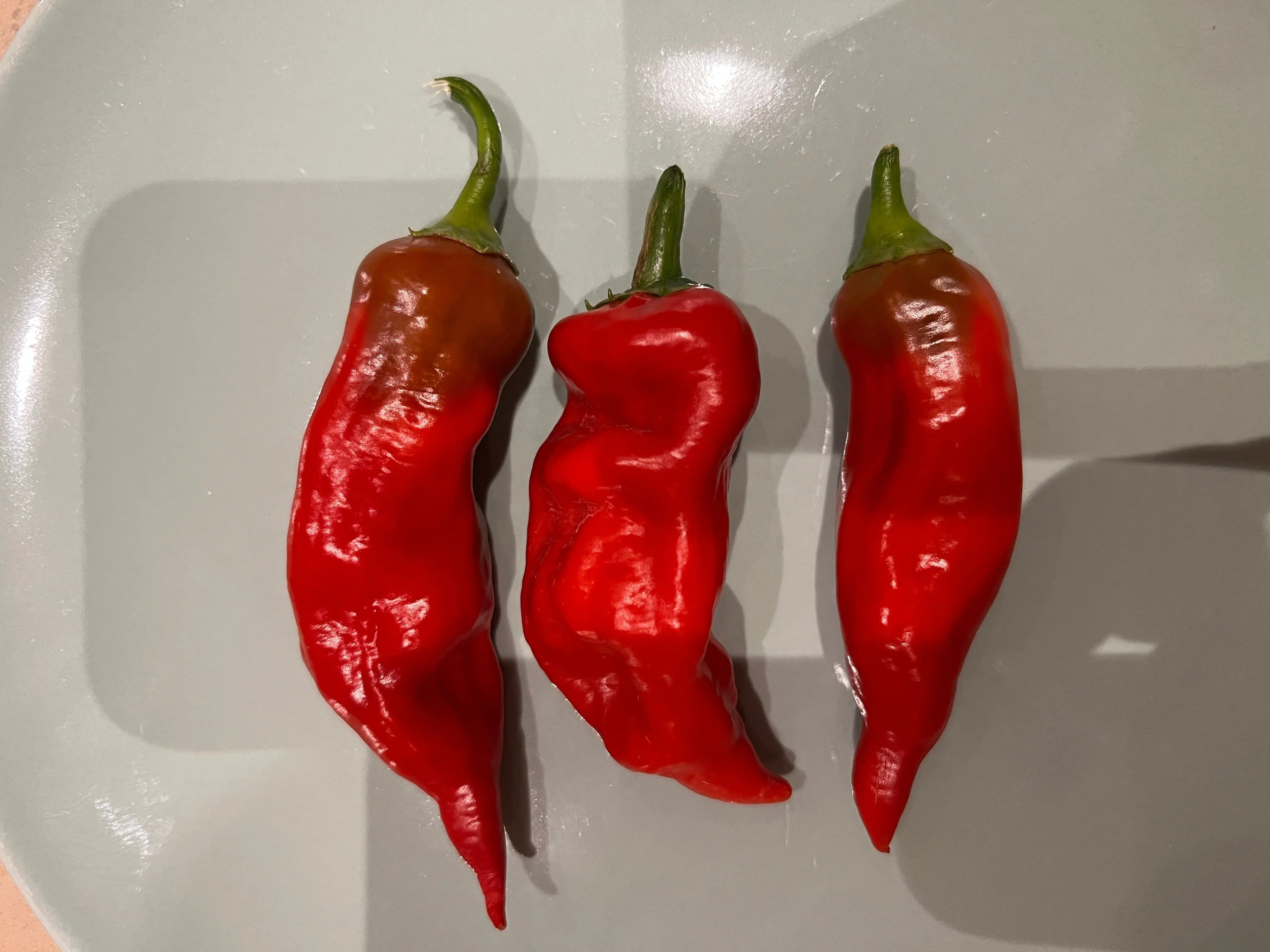 Aji Norteno Chilli - Bishy Barnabees Cottage Garden Ltd