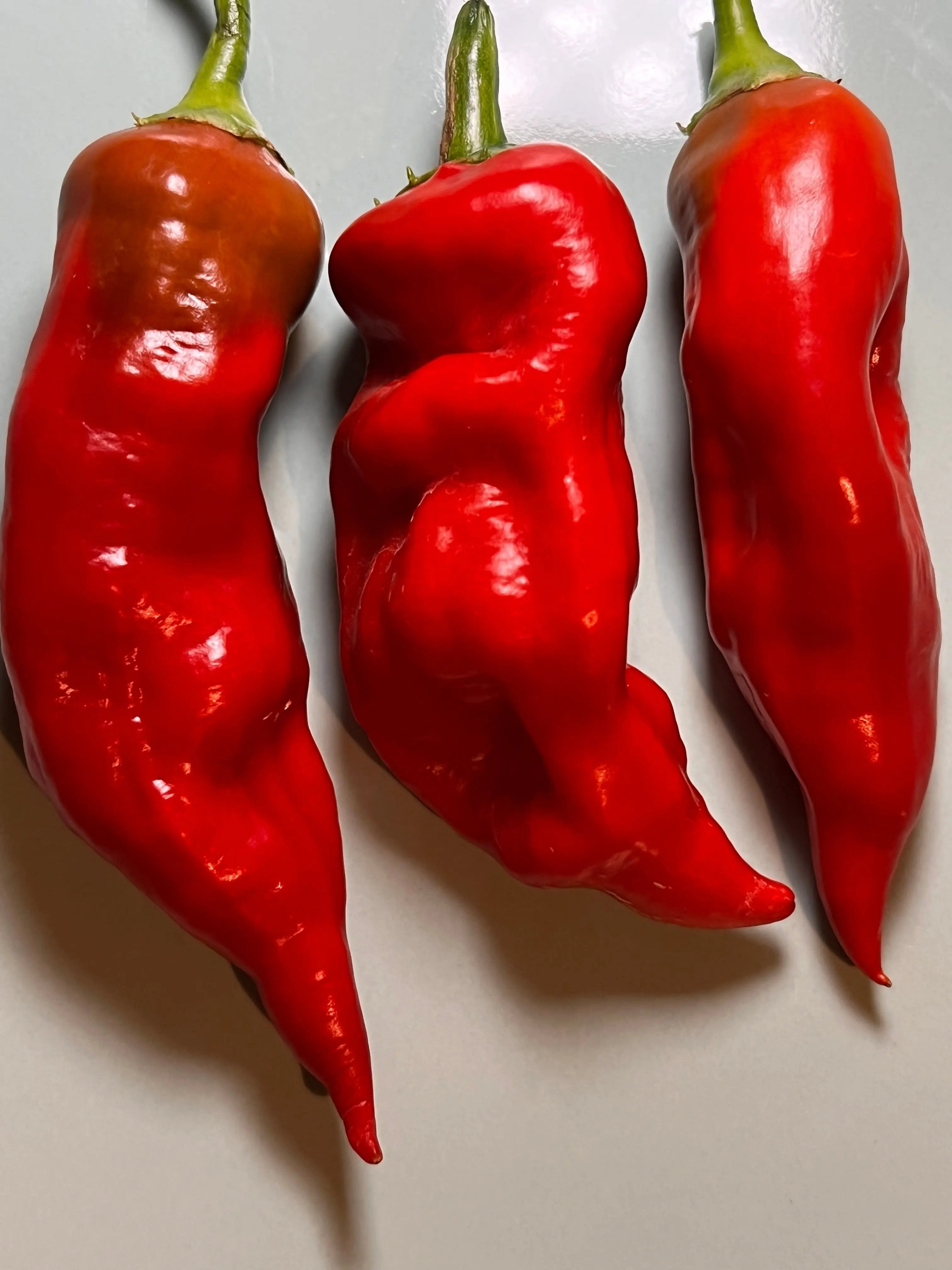 Aji Norteno Chilli - Bishy Barnabees Cottage Garden Ltd