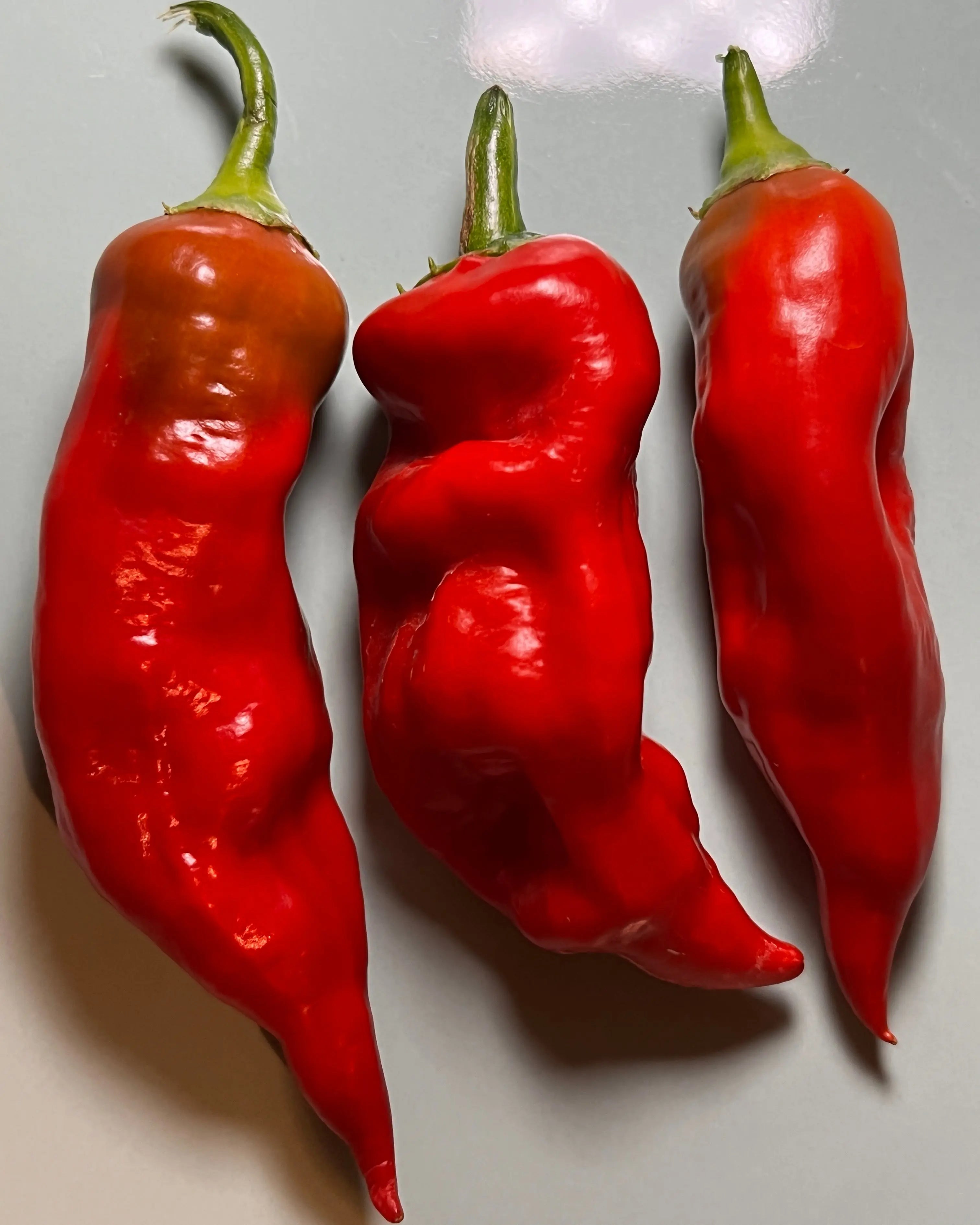 Aji Norteno Chilli - Bishy Barnabees Cottage Garden Ltd