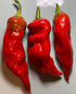Aji Norteno Chilli - Bishy Barnabees Cottage Garden Ltd