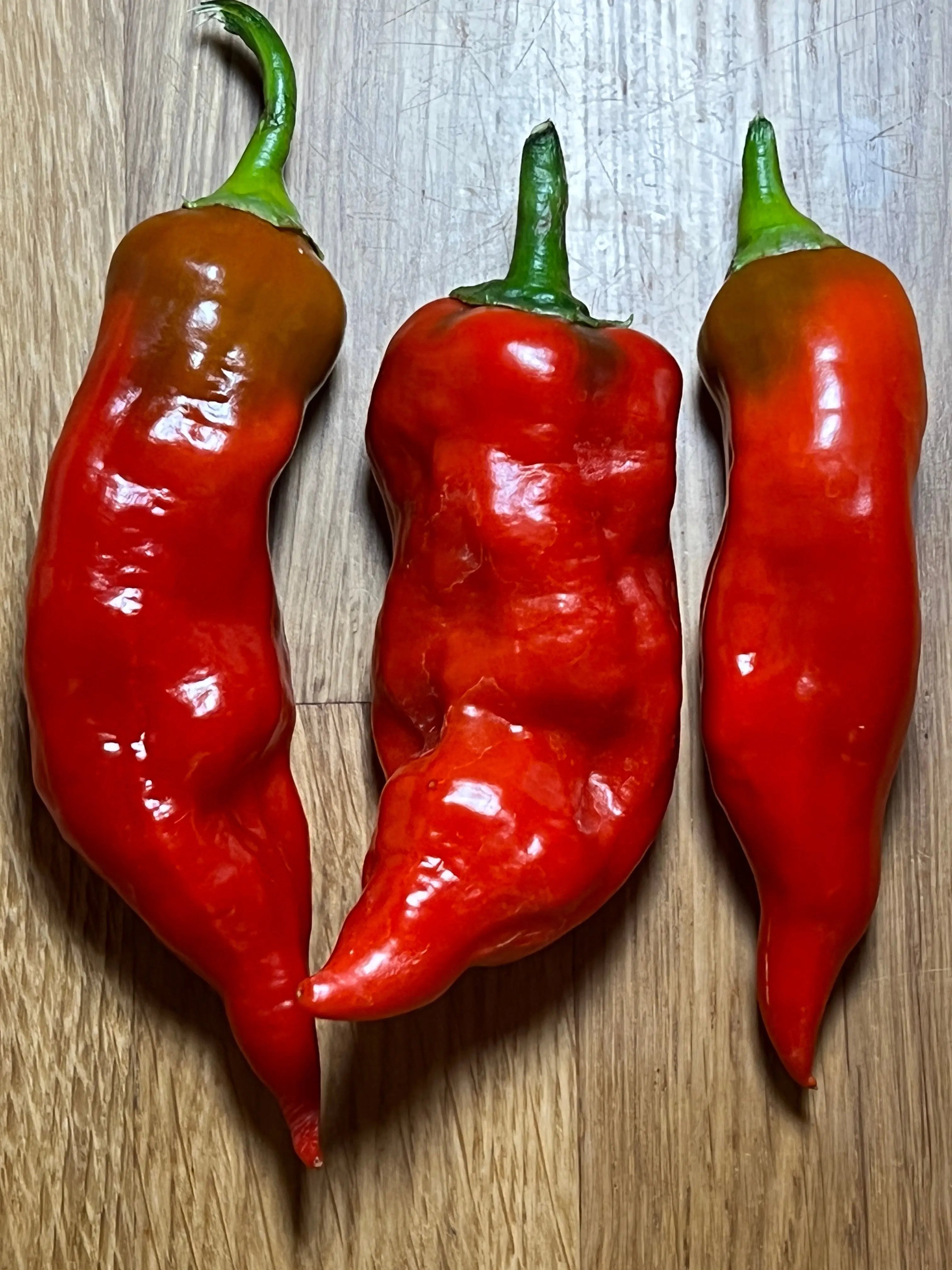 Aji Norteno Chilli - Bishy Barnabees Cottage Garden Ltd