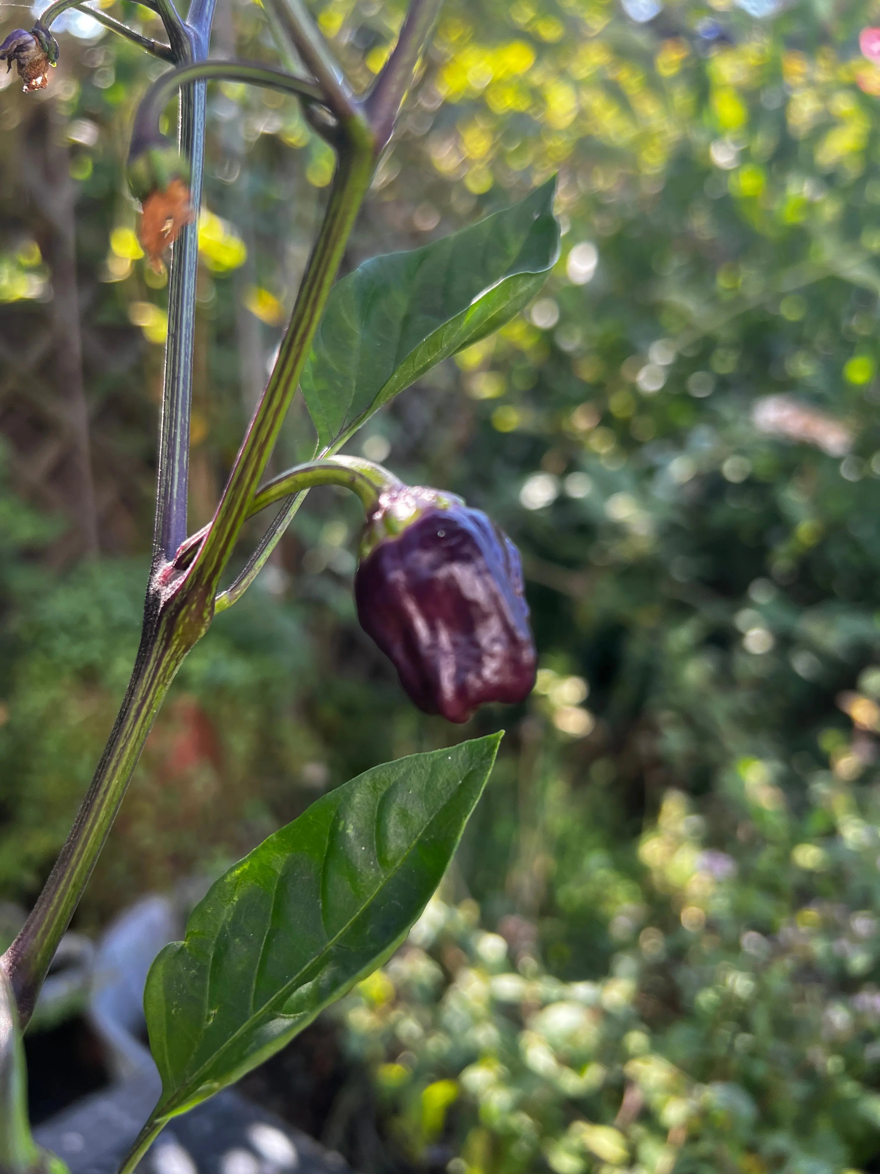 Black Scorpion Tongue Chilli - Bishy Barnabees Cottage Garden Ltd