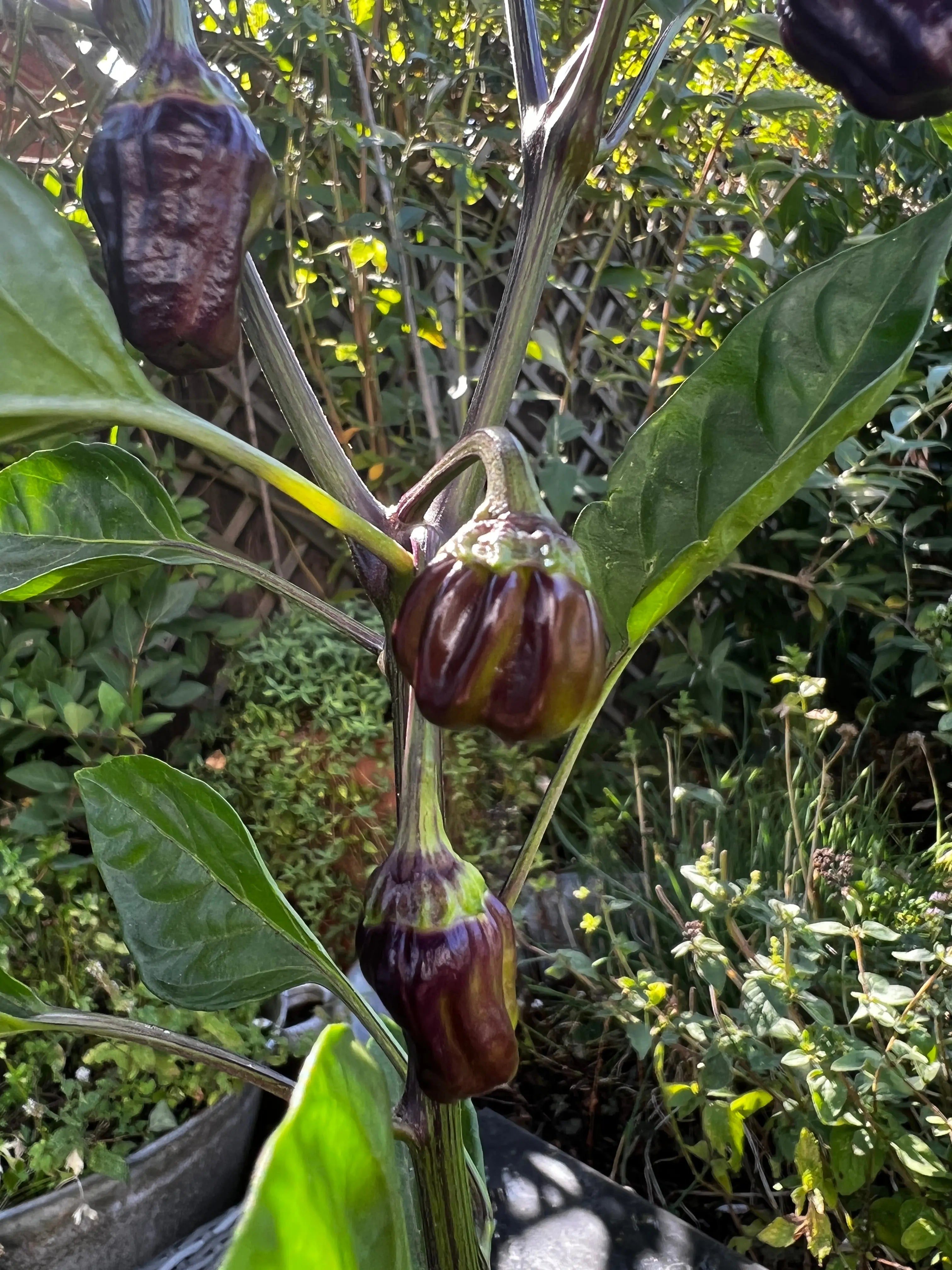Black Scorpion Tongue Chilli - Bishy Barnabees Cottage Garden Ltd
