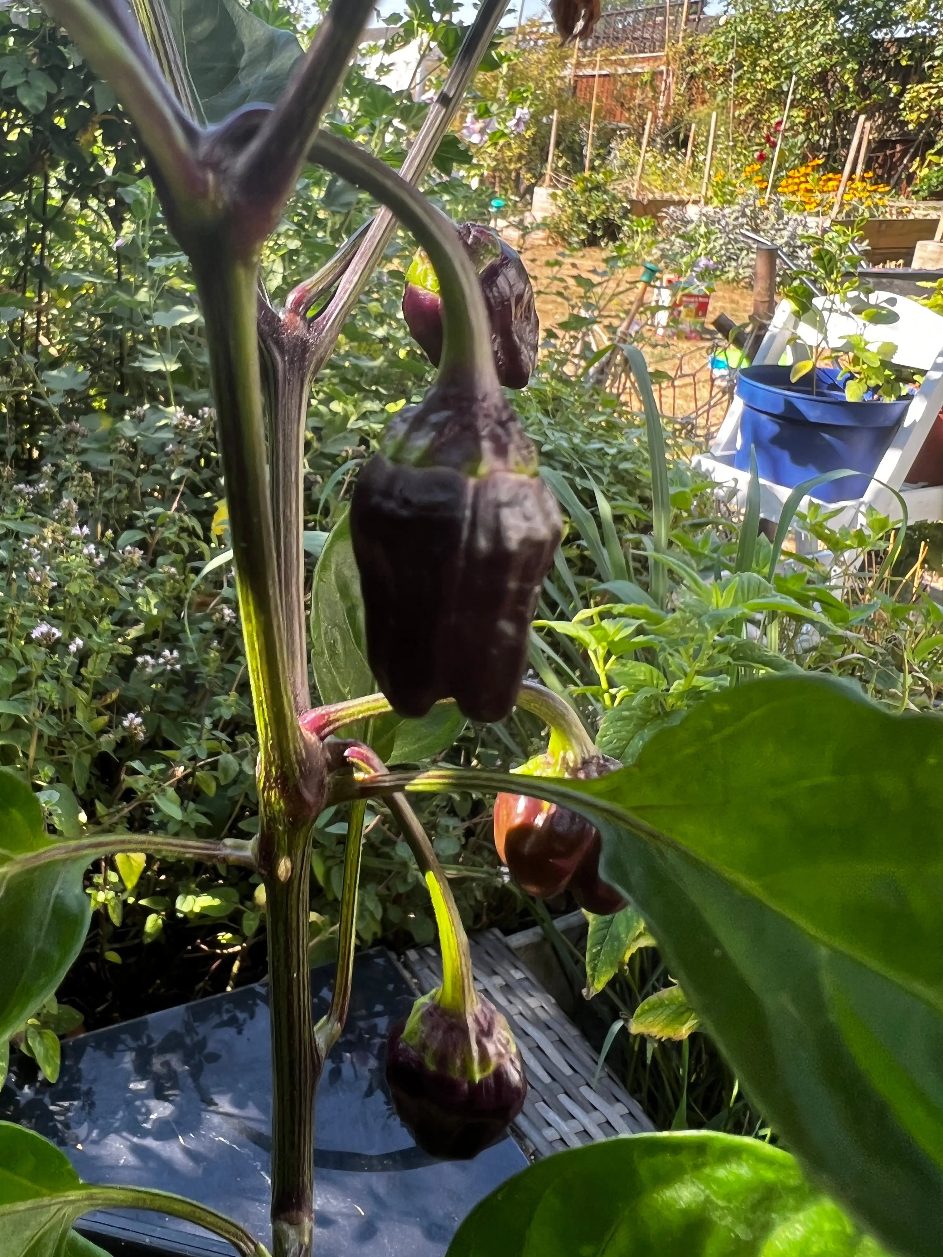 Black Scorpion Tongue Chilli - Bishy Barnabees Cottage Garden Ltd