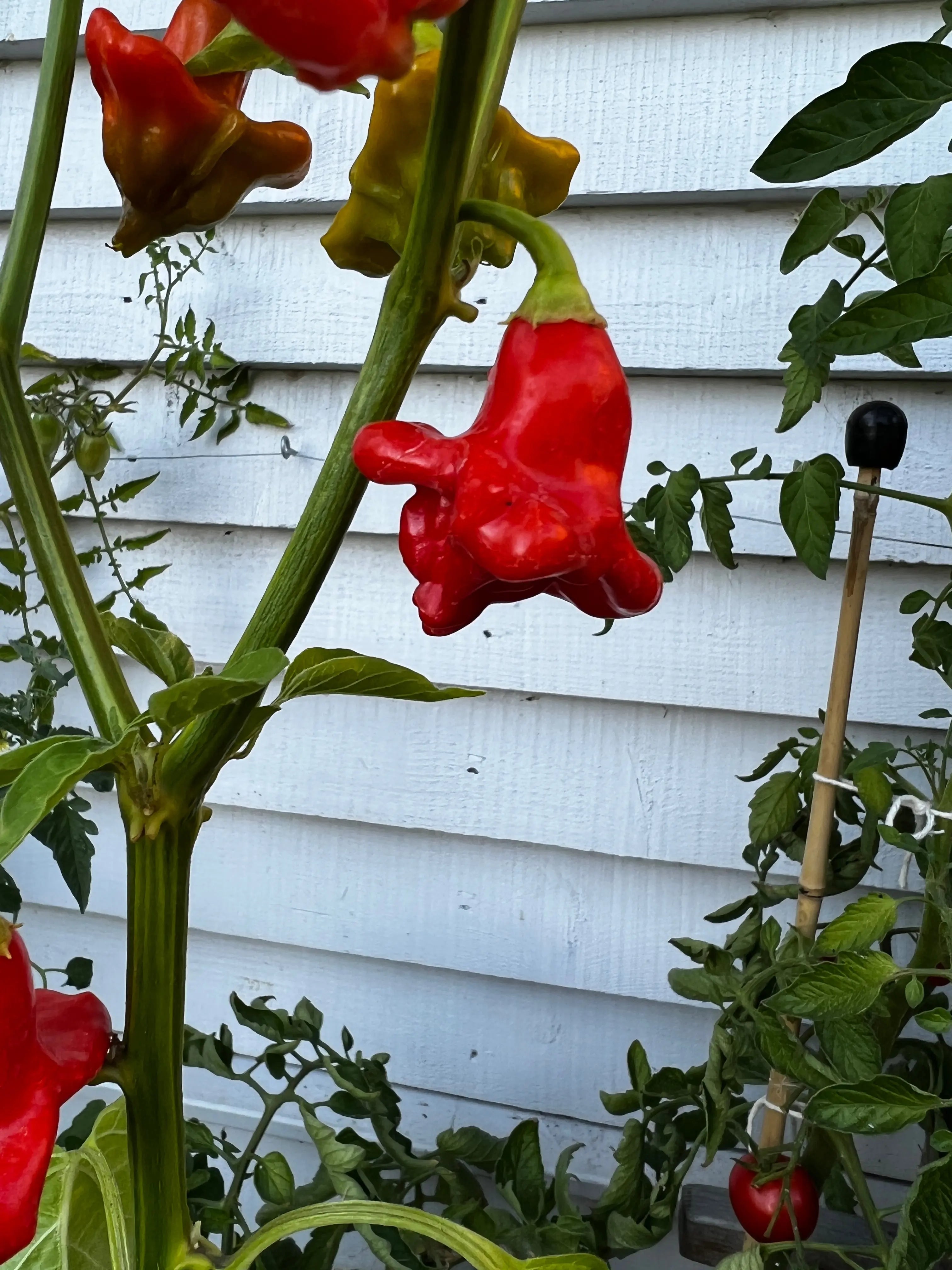 Bishops Crown Chilli - Bishy Barnabees Cottage Garden Ltd
