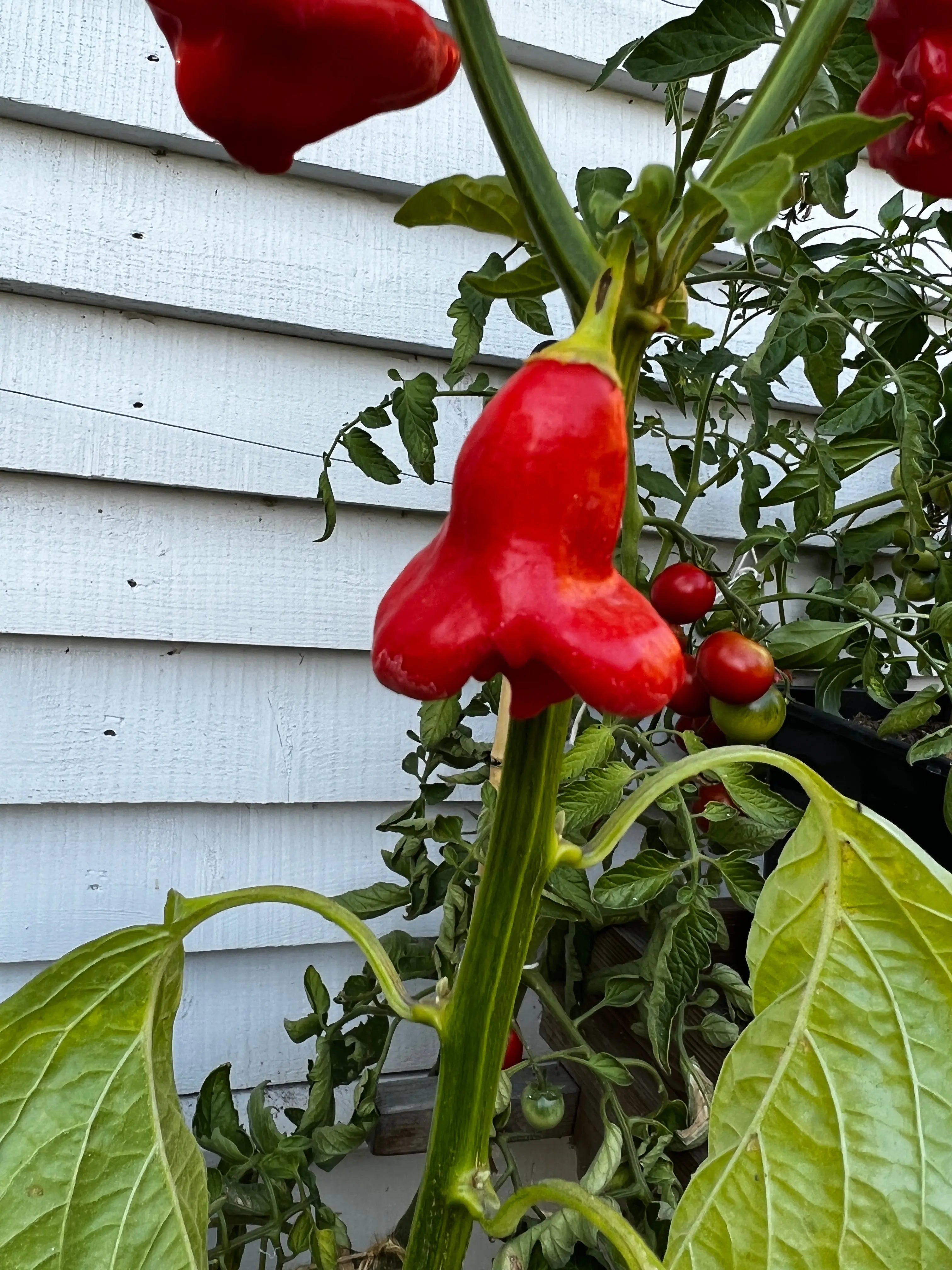 Bishops Crown Chilli - Bishy Barnabees Cottage Garden Ltd