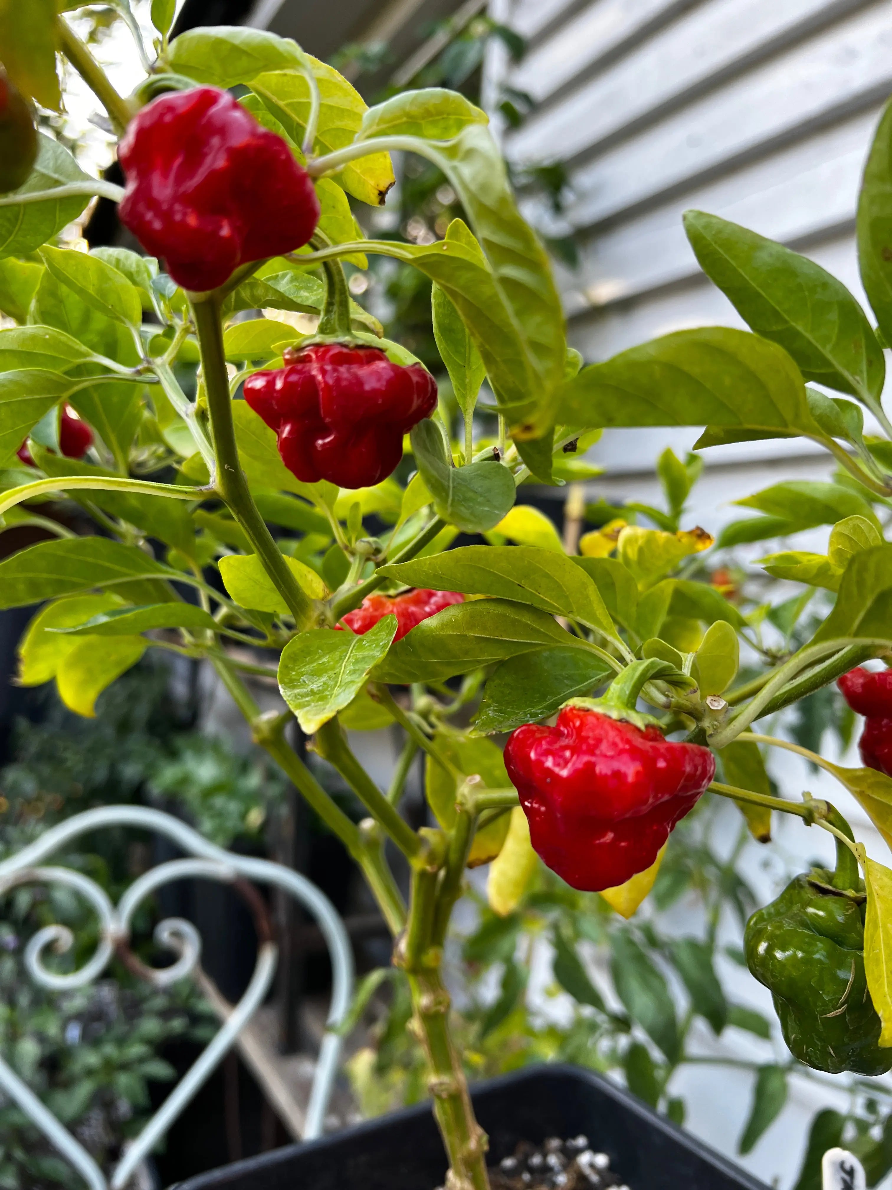 Jamaican Hot Red Chilli - Bishy Barnabees Cottage Garden Ltd