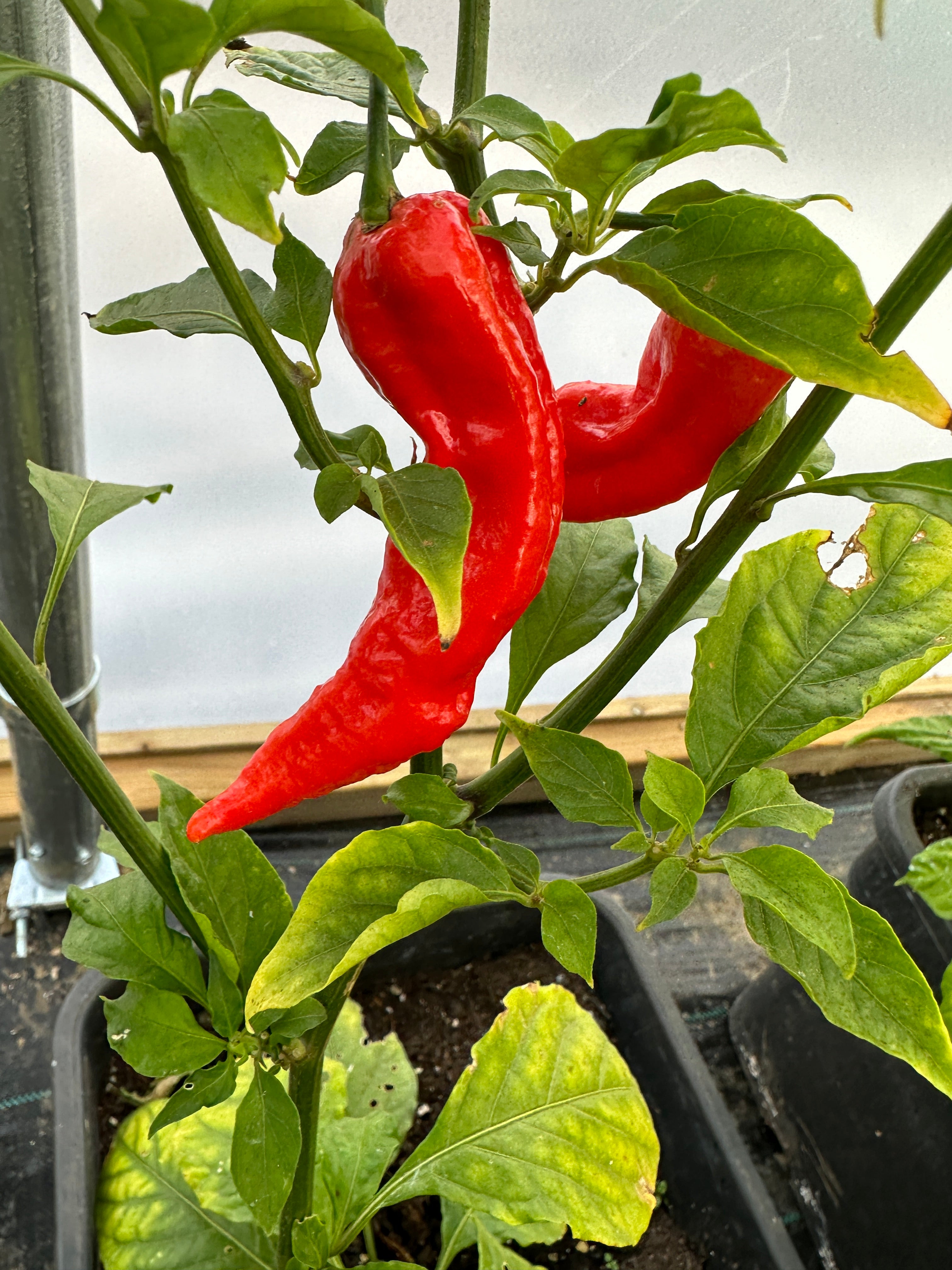 Naga Bengle Chilli plant with bright red, elongated pods growing in a pot, showcasing vibrant foliage.