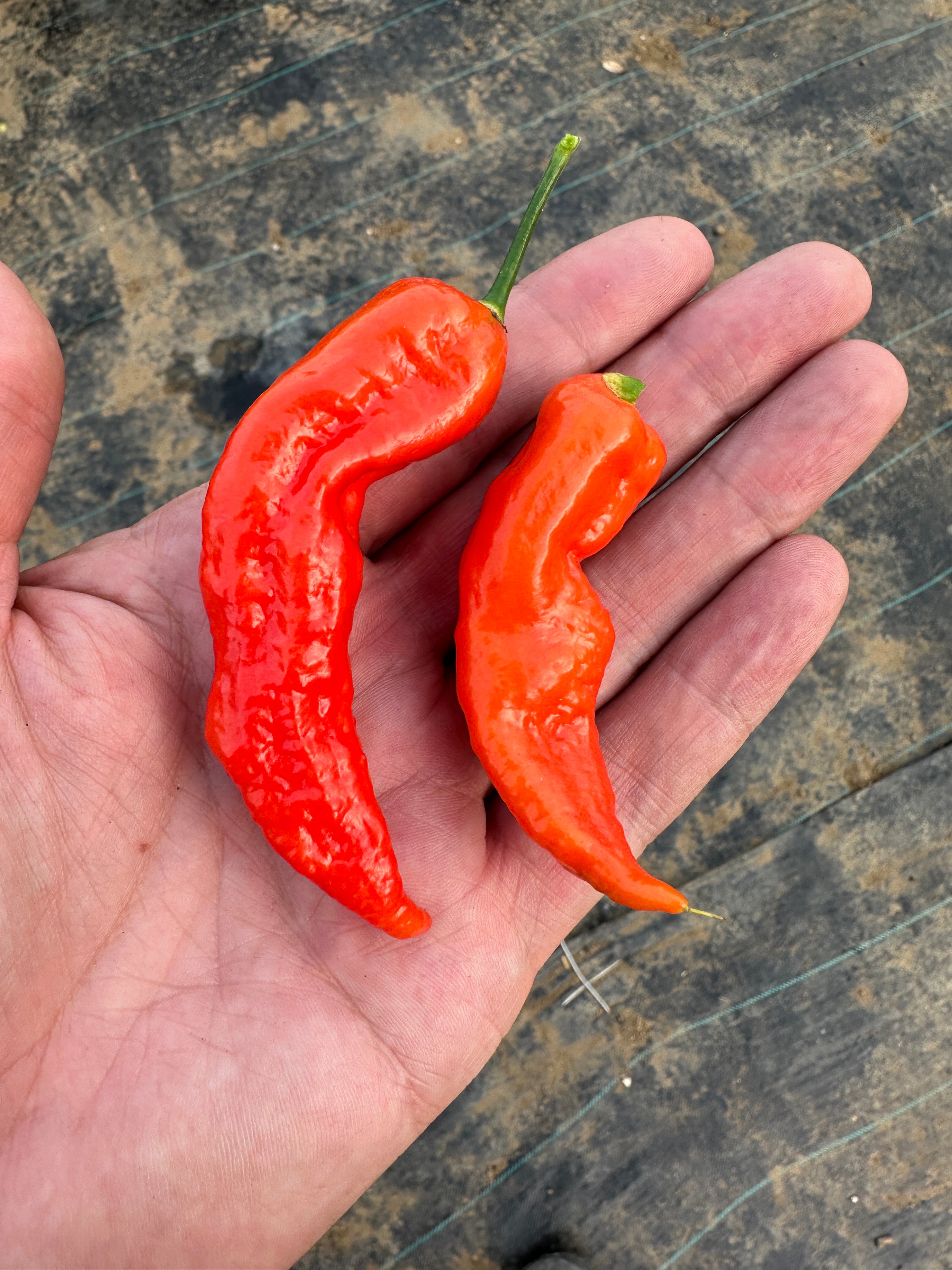 Hand holding two red Naga Bengle Chilli peppers, elongated cone shape, freshly harvested.
