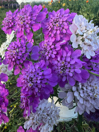 Clusters of vibrant purple and pale lavender Candytuft Crown Mixed flowers from Bishy Barnabees Cottage Garden Ltd bloom amid green foliage, thriving as living mulch—ideal for butterfly gardens with their colorful display.