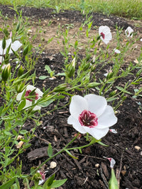White flowers with dark red centers bloom on green stems in a mulched bed, highlighting Bishy Barnabees Cottage Garden’s Linum Bright Eyes, with hints of soil and grass visible in the background.