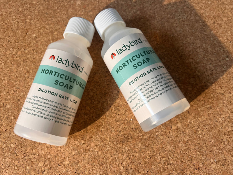 Two bottles of Horticultural Soap by ladybirdplantcare.co.uk rest on a cork surface. Each features a white cap and green label showing "Dilution Rate 1:100" along with product information.
