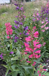 Bright pink and purple Penstemon Cambridge Mix flowers by Bishy Barnabees Cottage Garden bloom in late summer, with a bumblebee gathering nectar from a purple spike amid lush greenery and colorful blossoms.