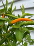 Kilian Chilli - Bishy Barnabees Cottage Garden Ltd