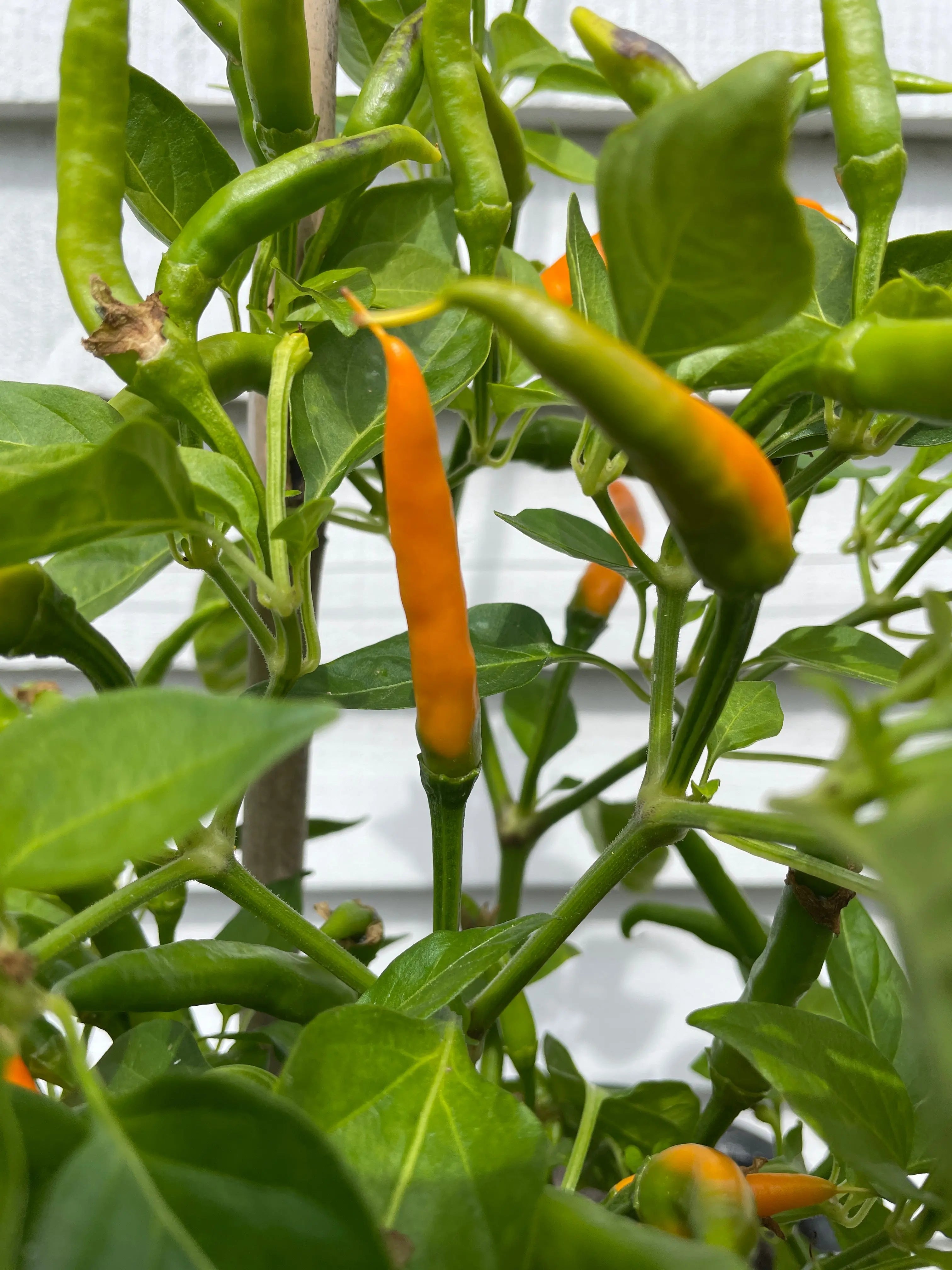 Kilian Chilli - Bishy Barnabees Cottage Garden Ltd