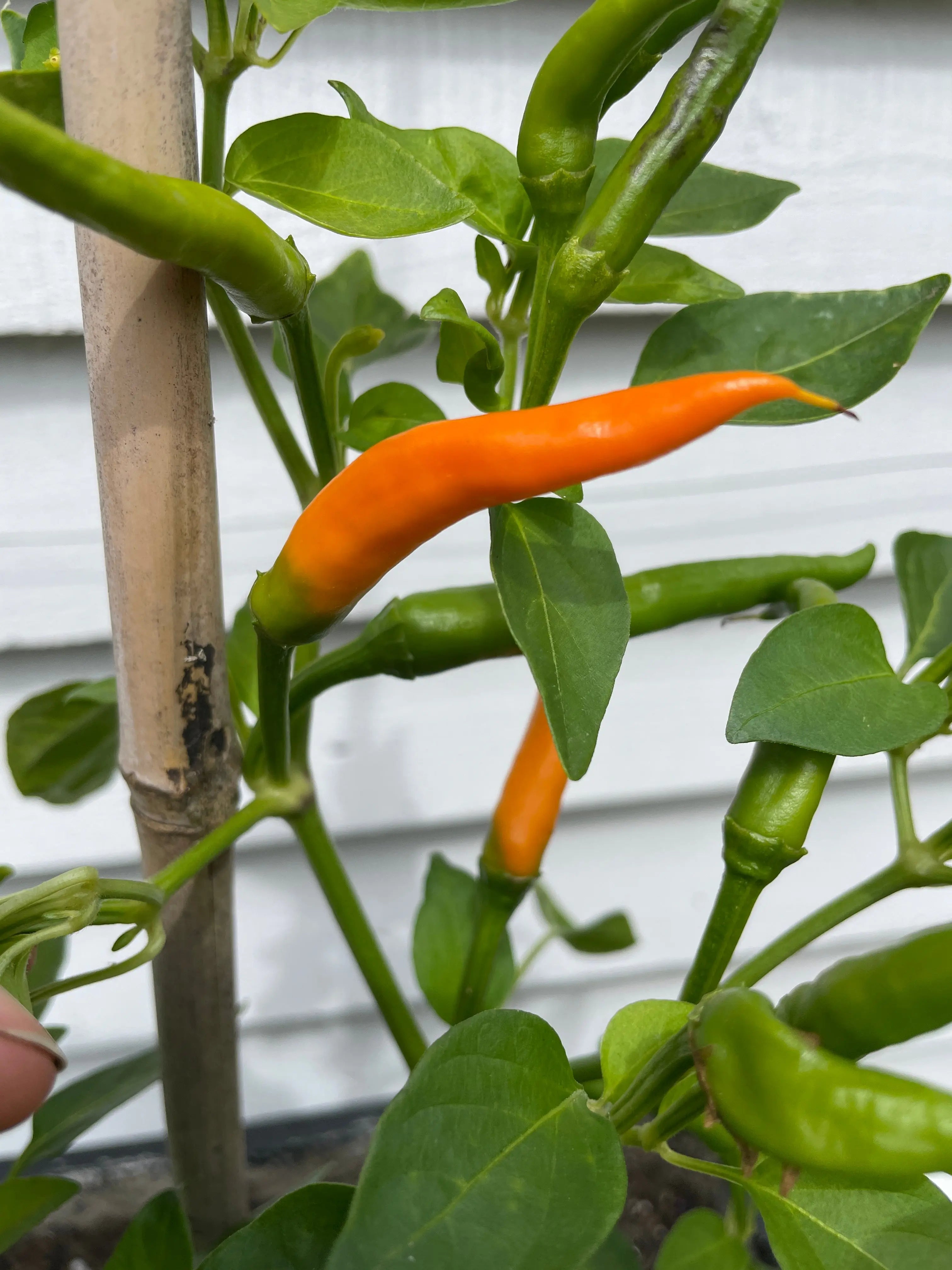 Kilian Chilli - Bishy Barnabees Cottage Garden Ltd
