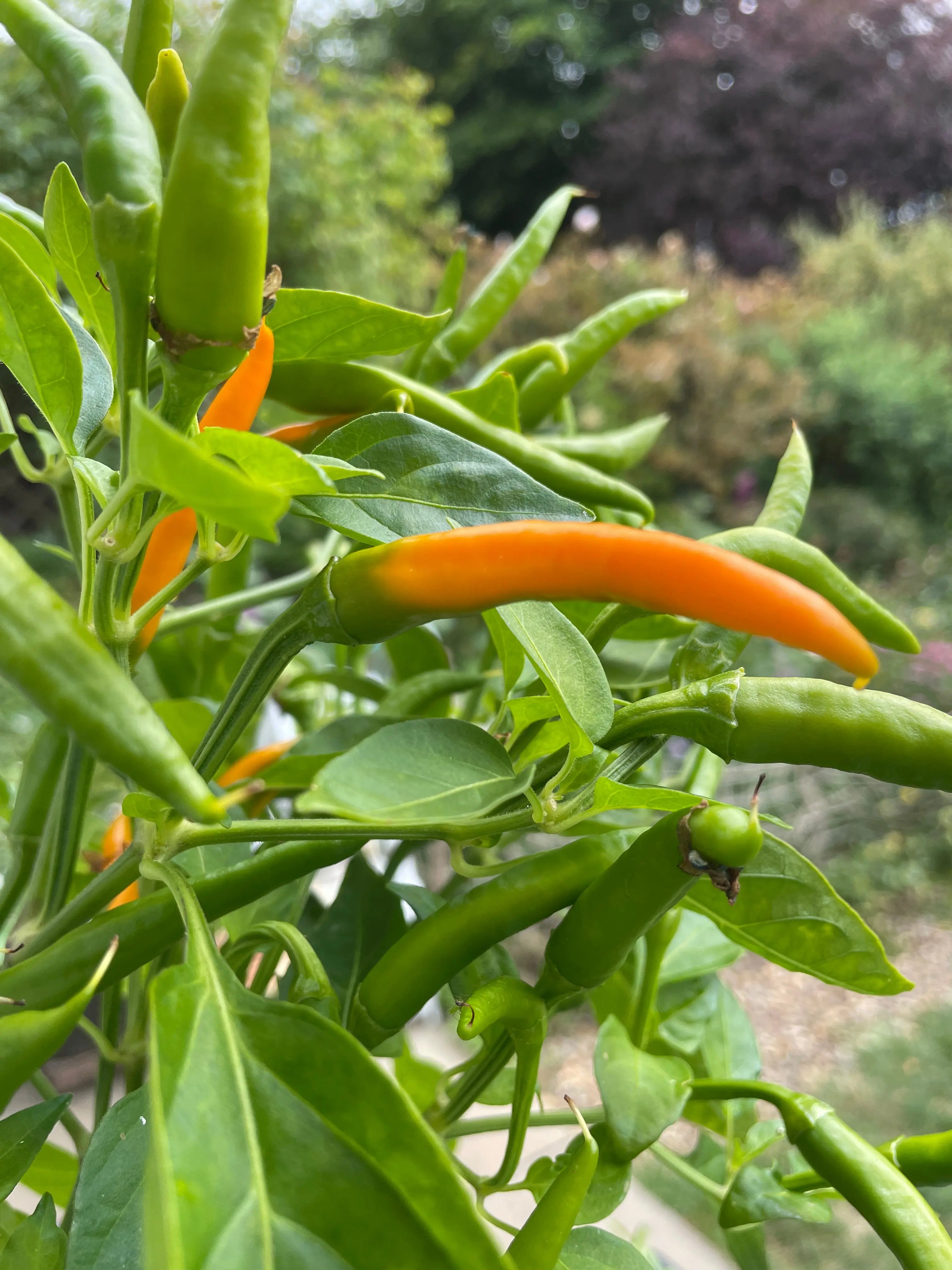Kilian Chilli - Bishy Barnabees Cottage Garden Ltd