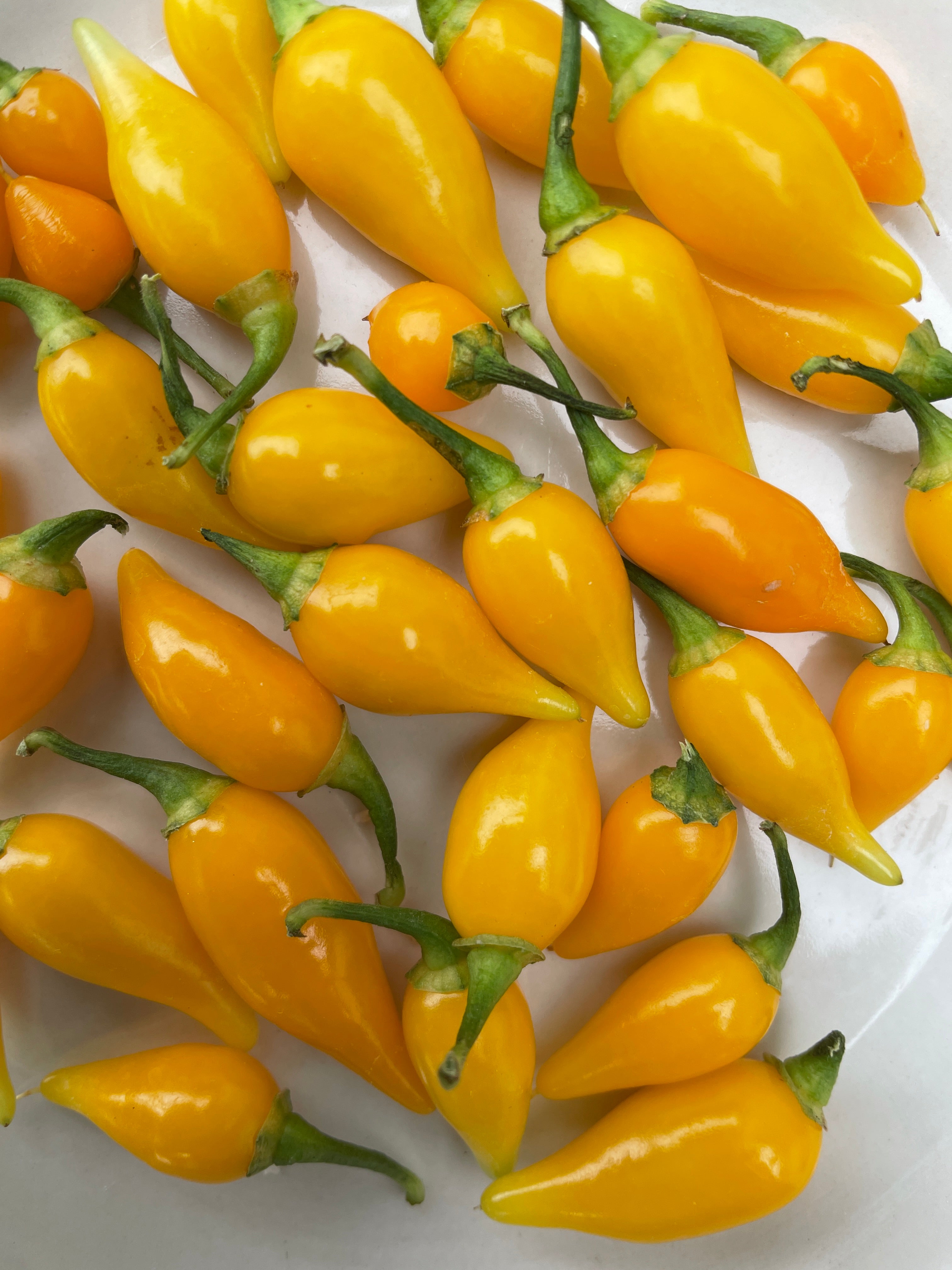 Biquinho Yellow Chilli peppers in a white bowl, showcasing their vibrant bright yellow color and unique teardrop shape.