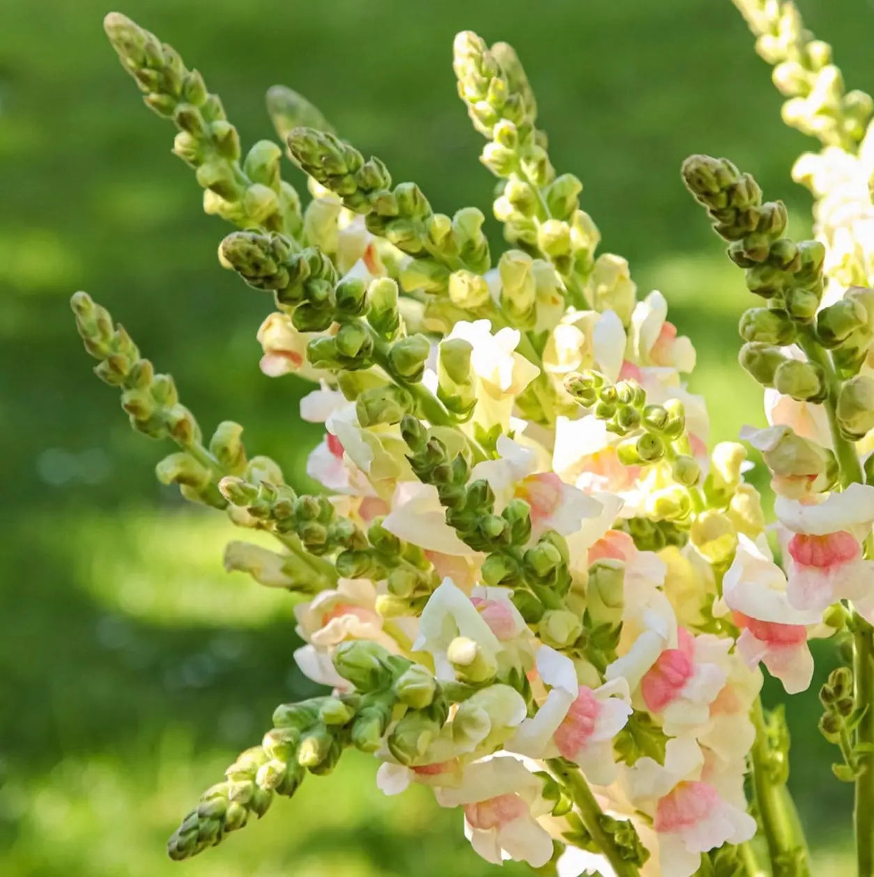 Antirrhinum Sweet Duet Apple Blossom - Bishy Barnabees Cottage Garden Ltd