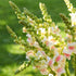 Antirrhinum Sweet Duet Apple Blossom - Bishy Barnabees Cottage Garden Ltd