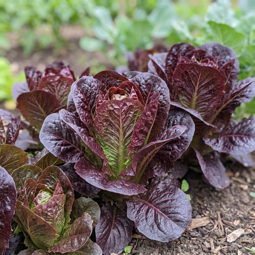 Lettuce Amaze