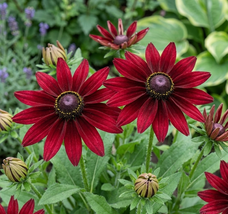 Rudbeckia Cherry Brandy