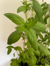 Close-up of fresh green Basil Thai Large Leaf from Bishy Barnabees Cottage Garden Ltd, showing vibrant leaves and stems in soft natural light with a gently blurred background.