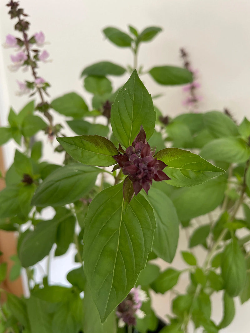 A close-up of Basil Thai Large Leaf by Bishy Barnabees Cottage Garden Ltd, featuring green leaves and central dark purple buds. Blurred purple flowers and lush green foliage form a vibrant background.