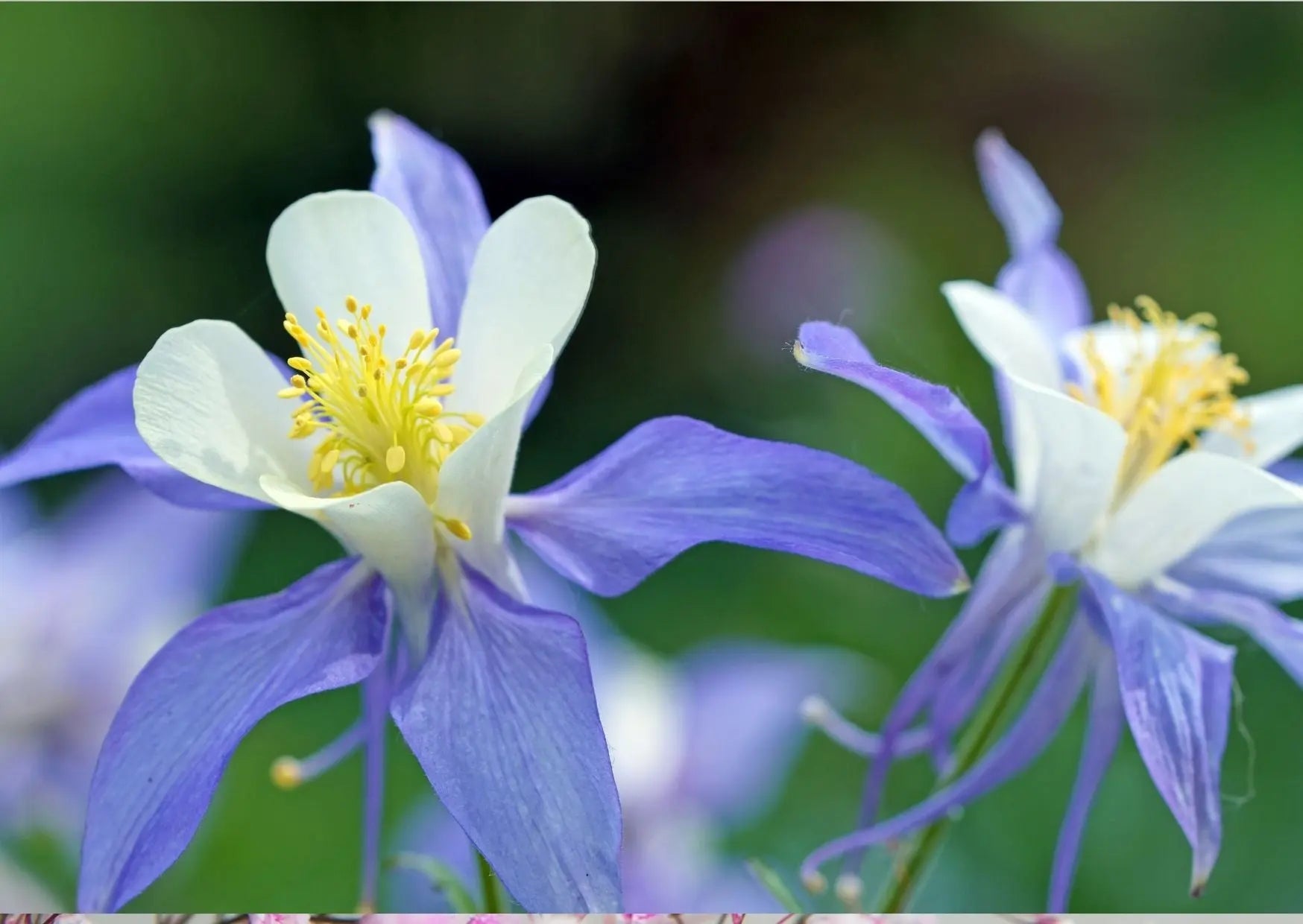 Aquilegia Columbine Blue - Bishy Barnabees Cottage Garden Ltd