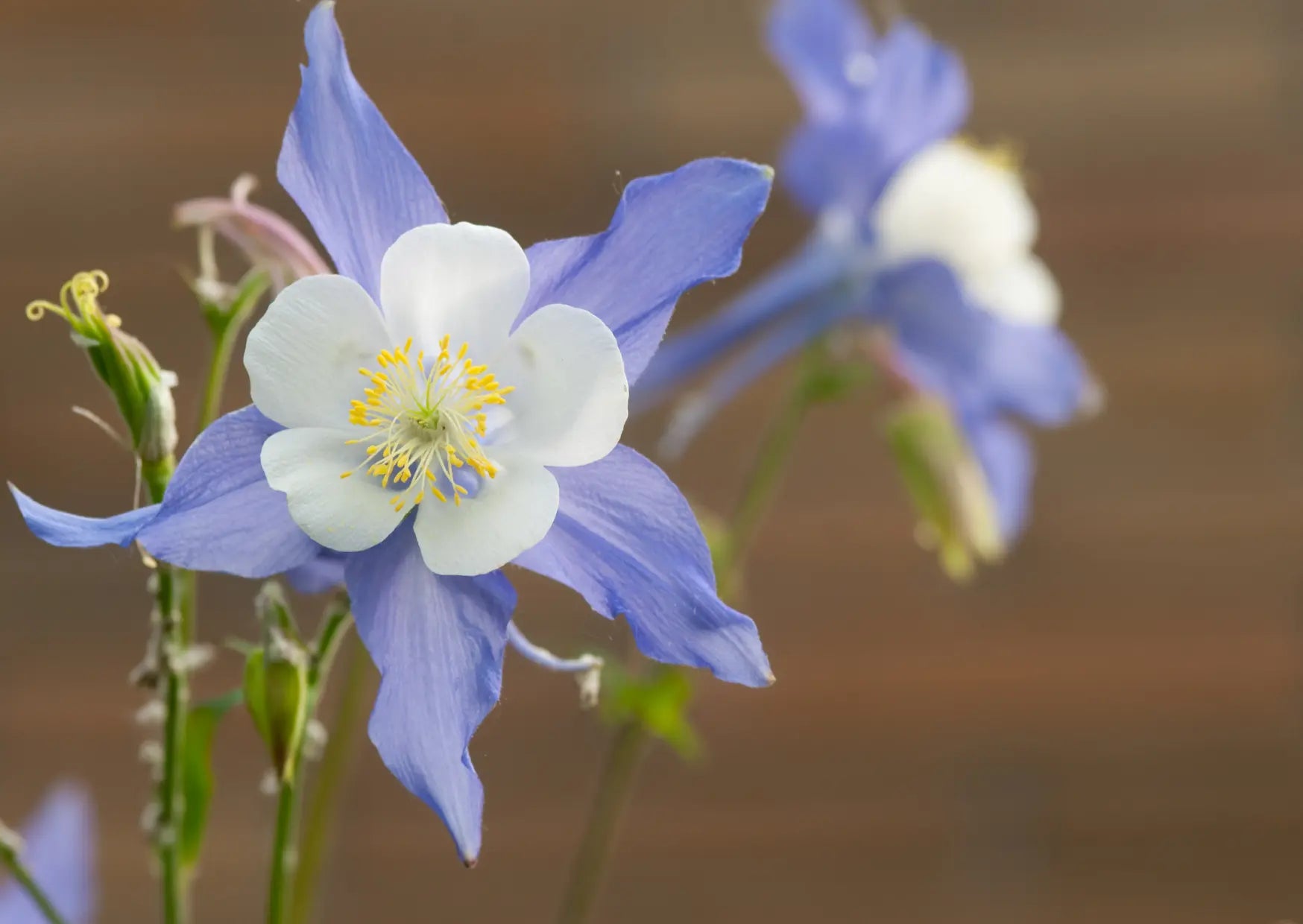 Aquilegia Columbine Blue - Bishy Barnabees Cottage Garden Ltd