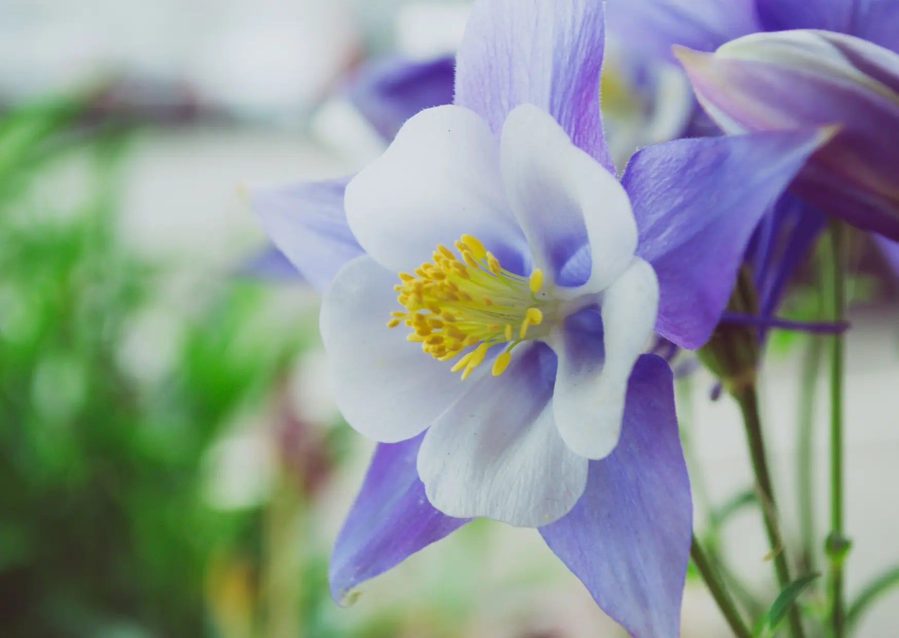 Aquilegia Columbine Blue - Bishy Barnabees Cottage Garden Ltd