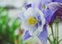 Aquilegia Columbine Blue - Bishy Barnabees Cottage Garden Ltd