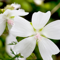 Close-up of two delicate Malva Alba flowers with pink centers and fine petals, set against a soft-focus green background—a charming addition from Bishy Barnabees Cottage Garden Ltd.