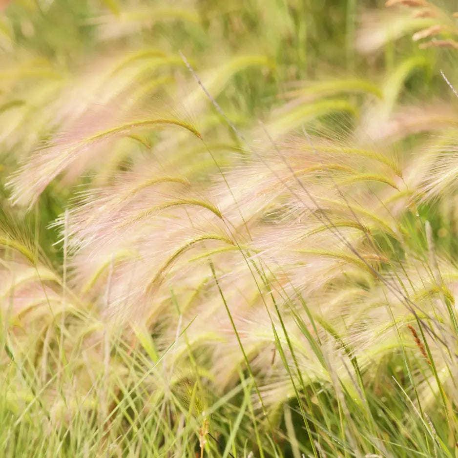 Hordeum Jubatum (Foxtail/Squirreltail Barley) - Bishy Barnabees Cottage Garden Ltd