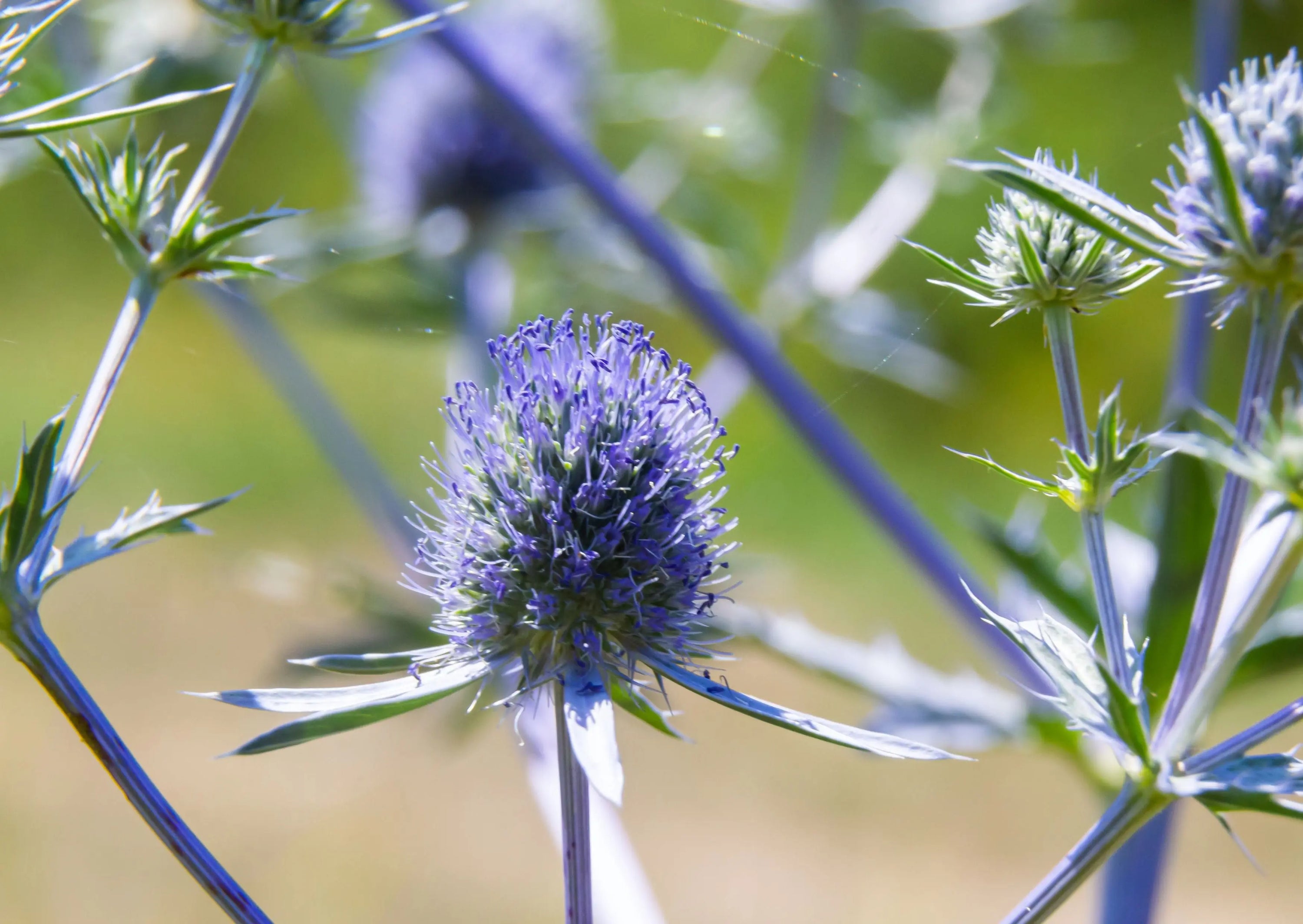 Close-up of Eryngium (Sea Holly) by Bishy Barnabees Cottage Garden, a drought-tolerant perennial with vibrant blue blooms and spiky green foliage, set against a softly blurred natural background.