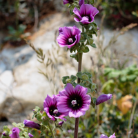 A Lavatera Arborea from Bishy Barnabees Cottage Garden Ltd stands tall outdoors, its green stem adorned with several purple flowers with dark centers and light green leaves, set against a blurred rocky and leafy background.