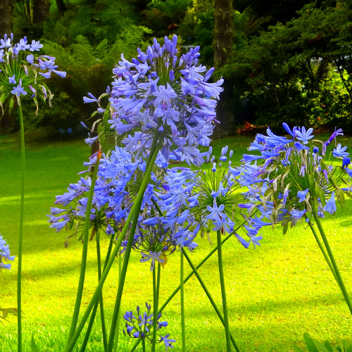 Agapanthus Big Blue from Bishy Barnabees Cottage Garden Ltd features tall clusters of vibrant purple-blue flowers on long green stems, perfect for sunny gardens with a lush lawn and green trees as a scenic backdrop.
