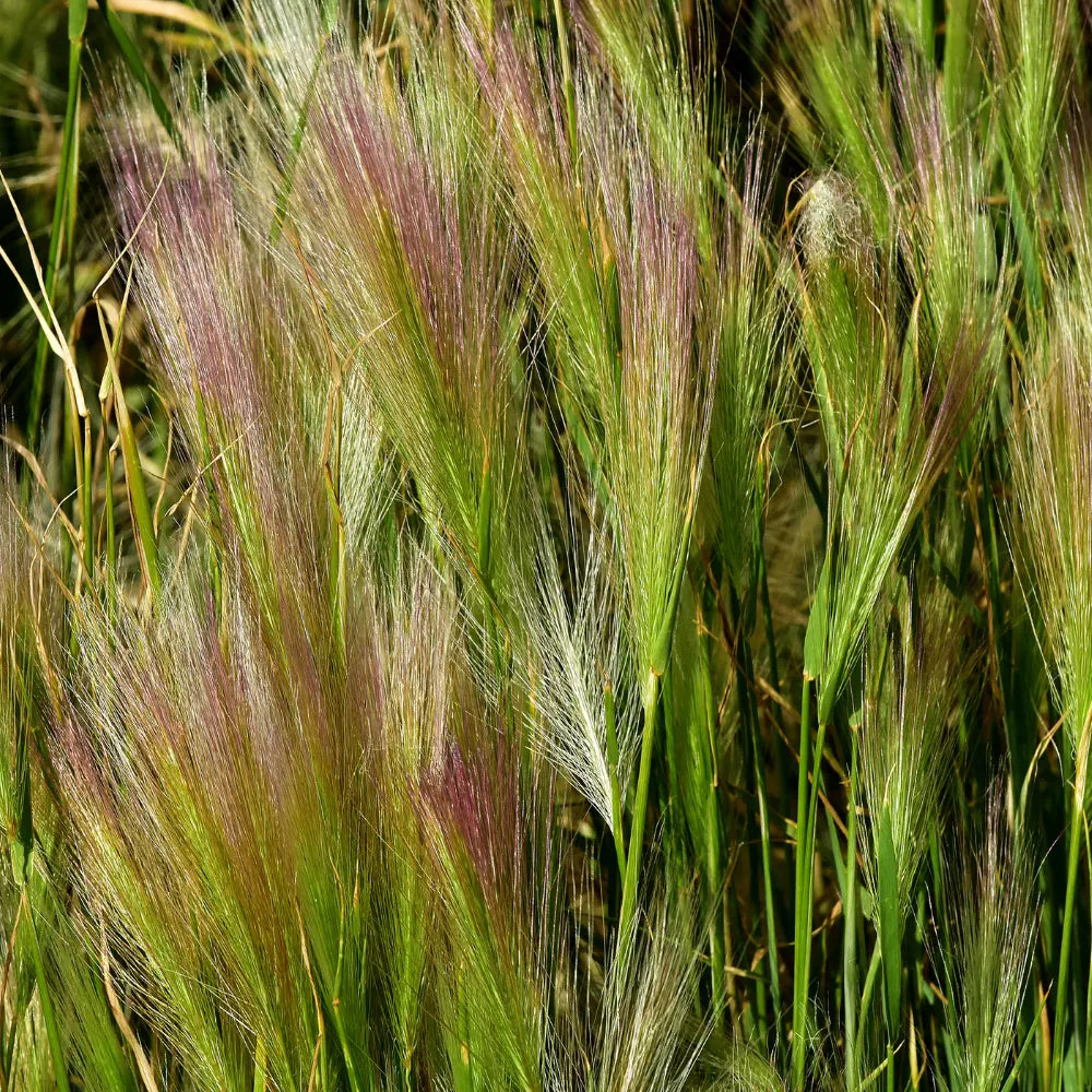 Hordeum Jubatum (Foxtail/Squirreltail Barley) - Bishy Barnabees Cottage Garden Ltd