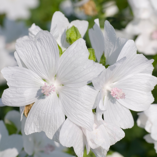 Malva Moschata Alba