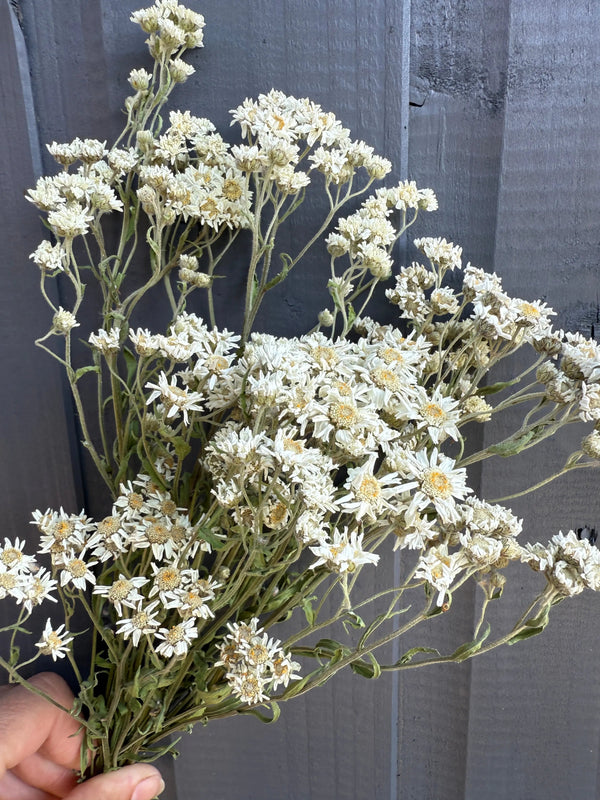 A hand holds Achillea Ballerina Dried by Bishy Barnabees Cottage Garden Ltd, featuring double white flowers with yellow centers—ideal as a wedding bouquet filler—against a gray wooden background.