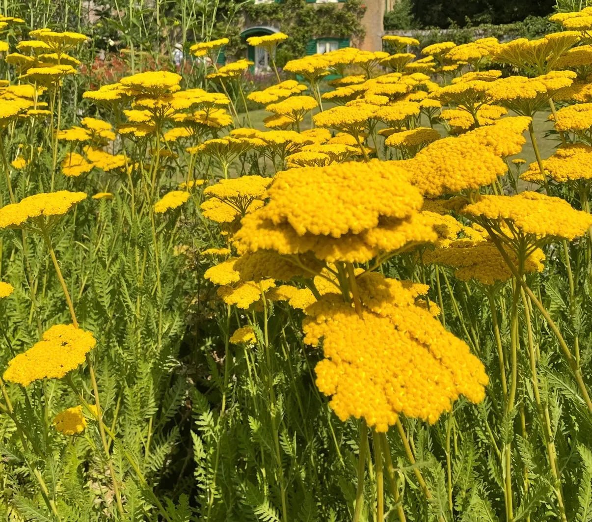 Field of achillea cloth of gold with green leaves in the background