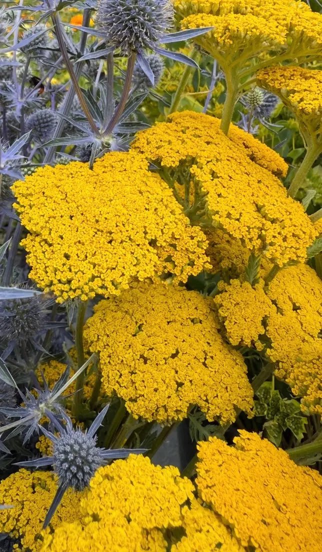 Achillea Cloth of Gold perennial plants blooming in a sunny cottage garden border.