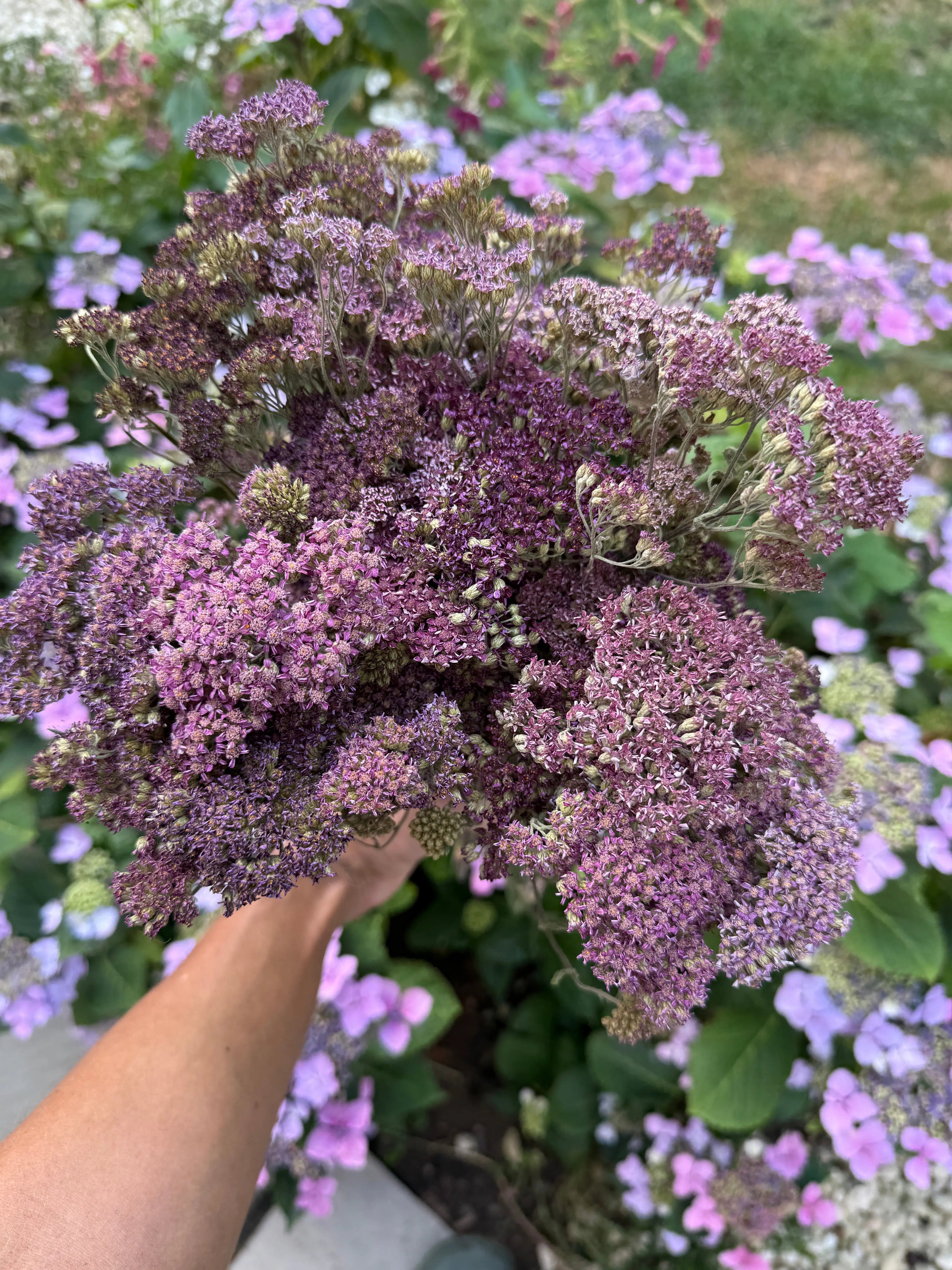 A close-up of the pastel-mixed flowers of dried common yarrow.